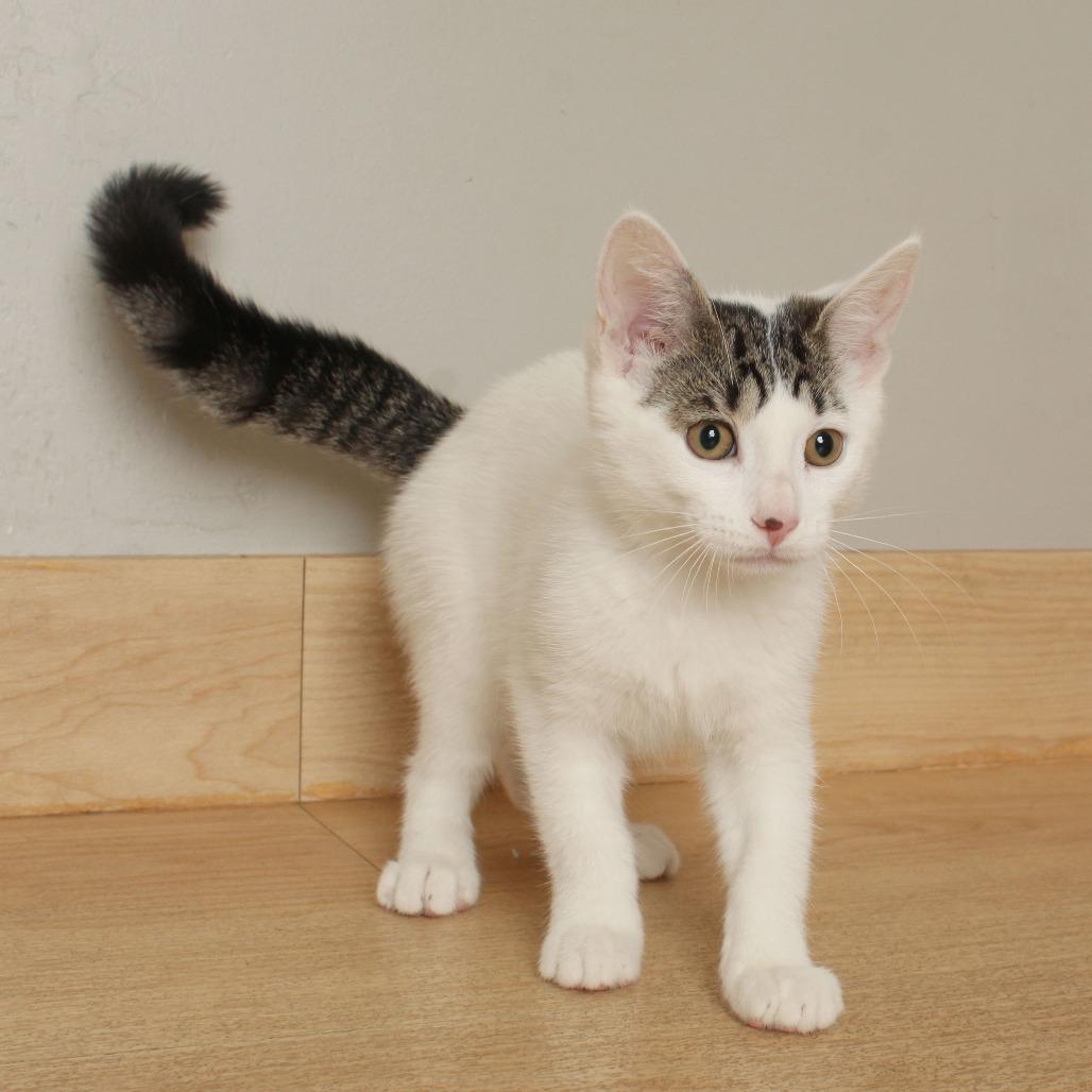 Enlarge Lunchbox C70112, a Adoptable Domestic Short Hair in Minnetonka, MN image 2/6