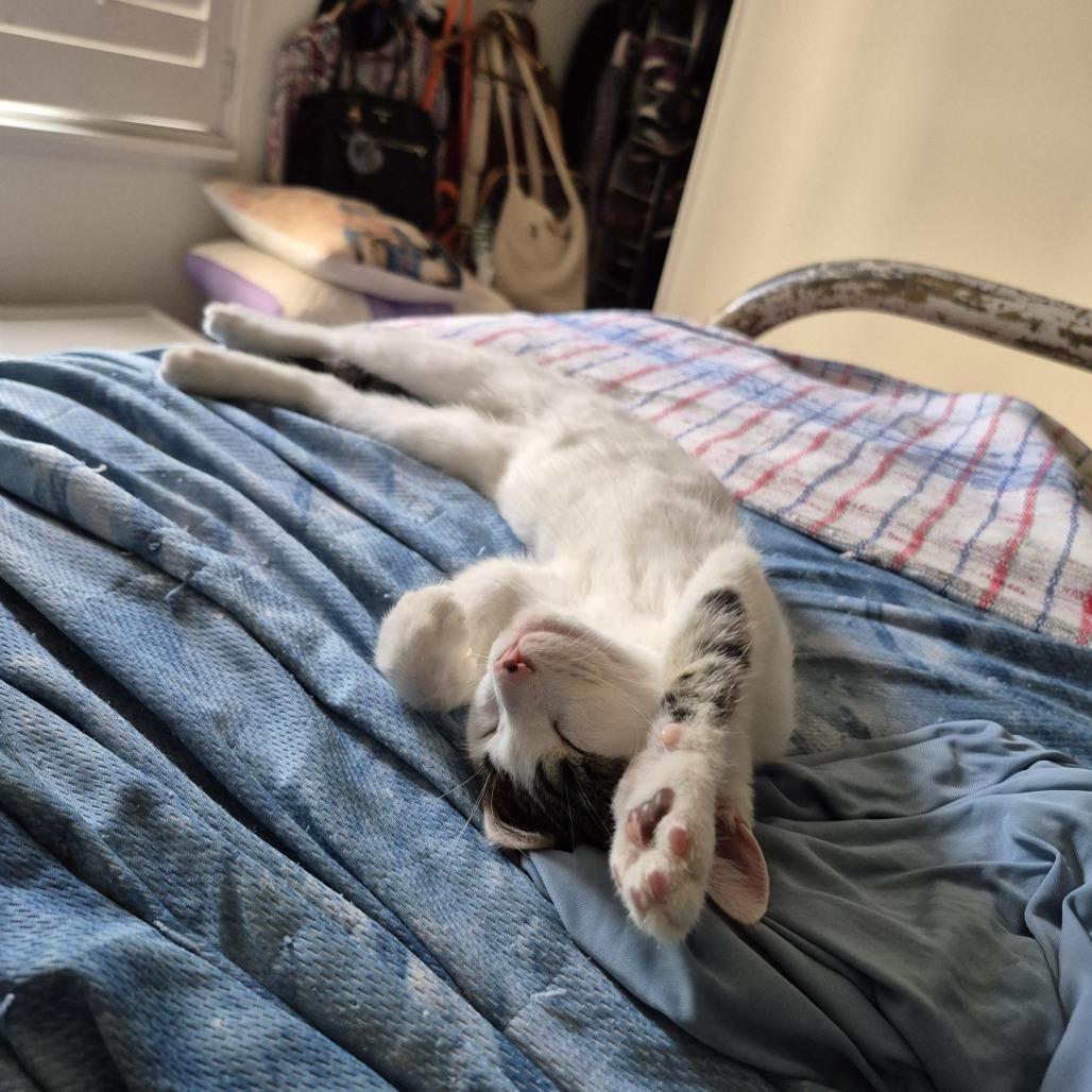 Enlarge Lunchbox C70112, a Adoptable Domestic Short Hair in Minnetonka, MN image 3/6
