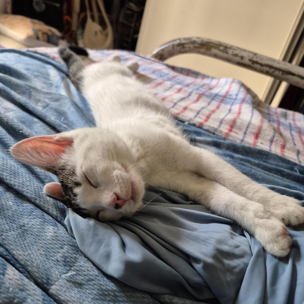 Enlarge Lunchbox C70112, a Adoptable Domestic Short Hair in Minnetonka, MN image 4/6
