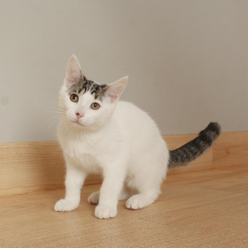 Enlarge Lunchbox C70112, a Adoptable Domestic Short Hair in Minnetonka, MN image 6/6