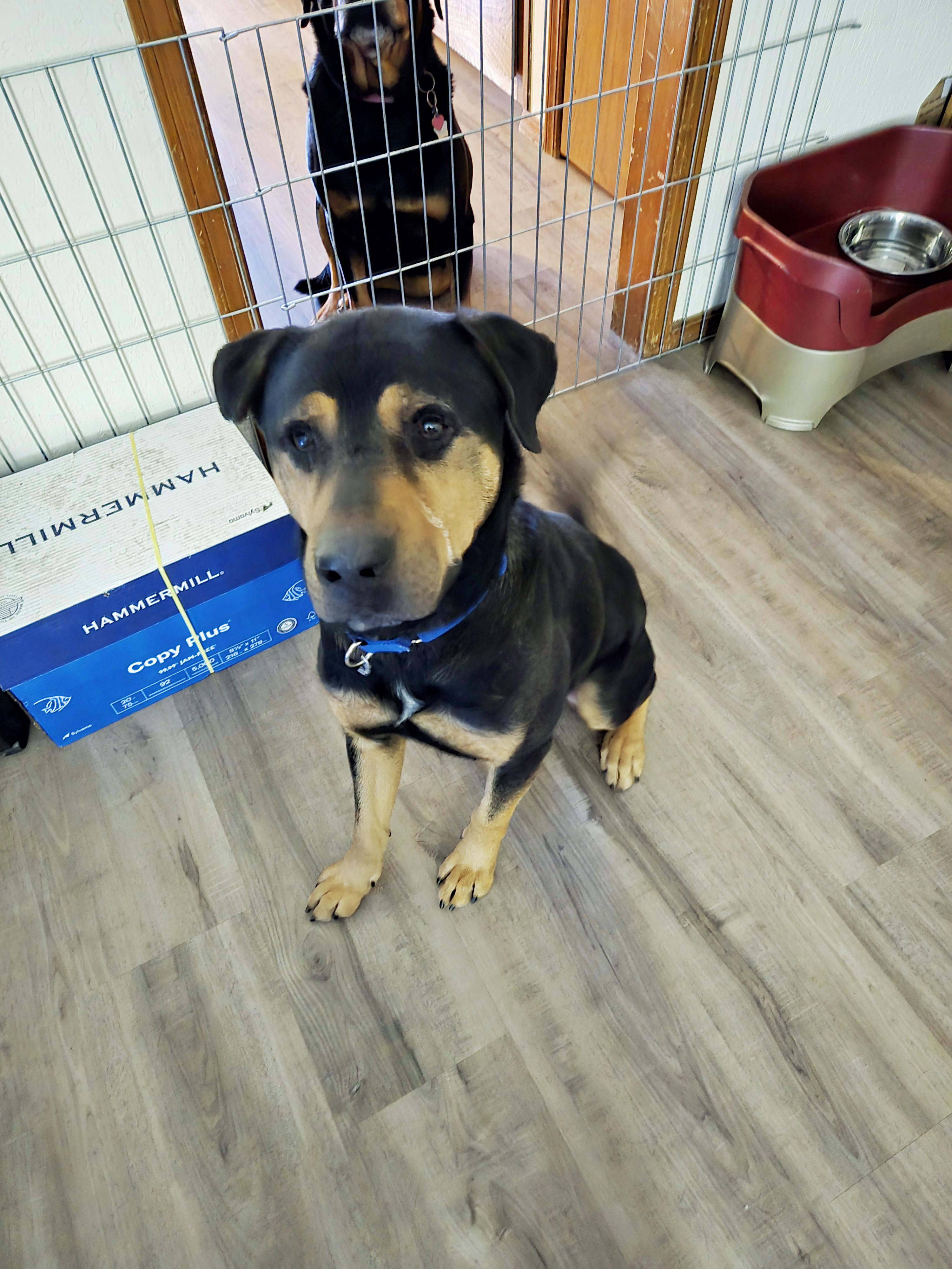 Garth, a ADOPTABLE mixed breed in Lawton, OK image 5/5