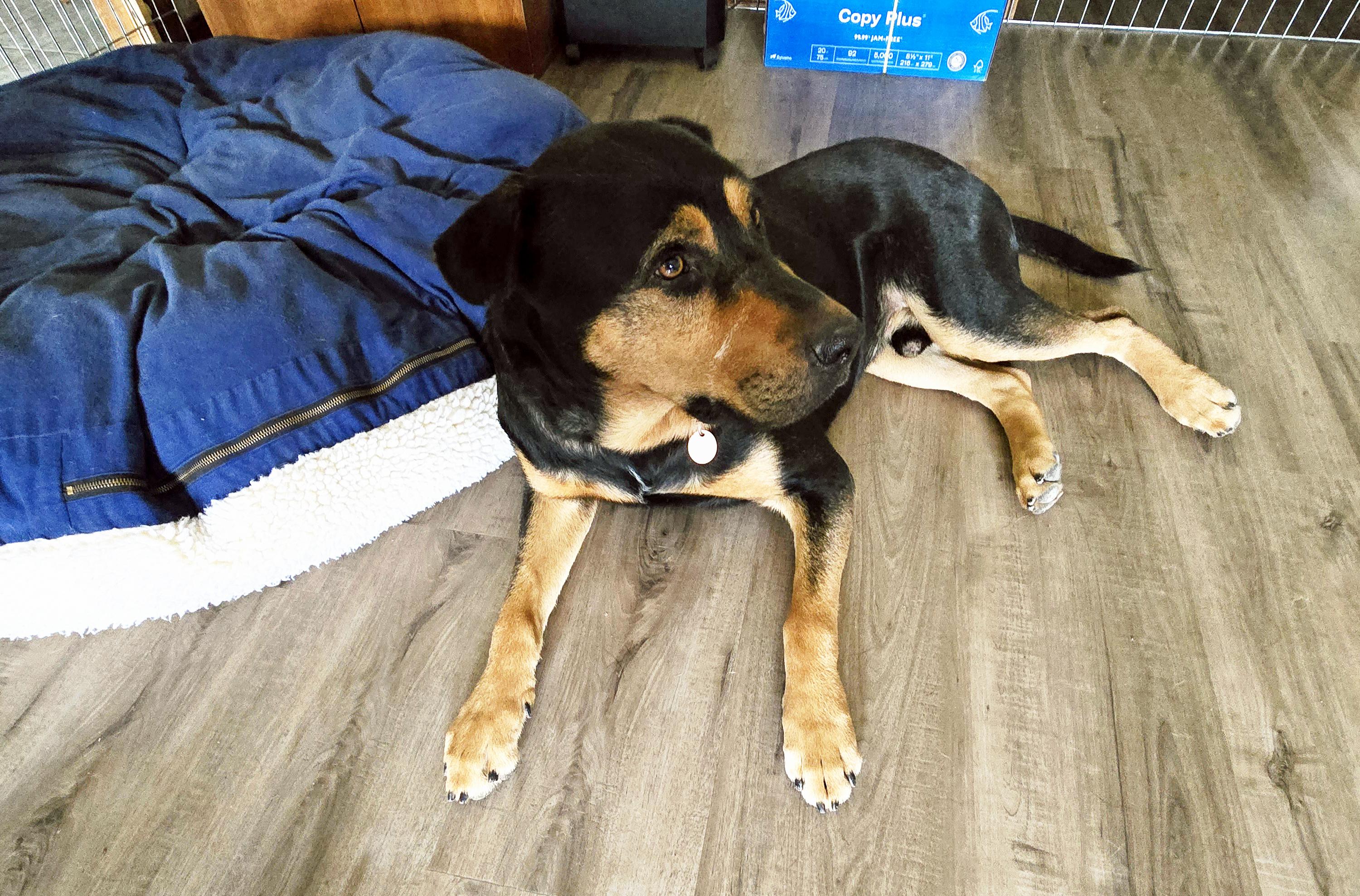 Garth, a ADOPTABLE mixed breed in Lawton, OK image 2/5