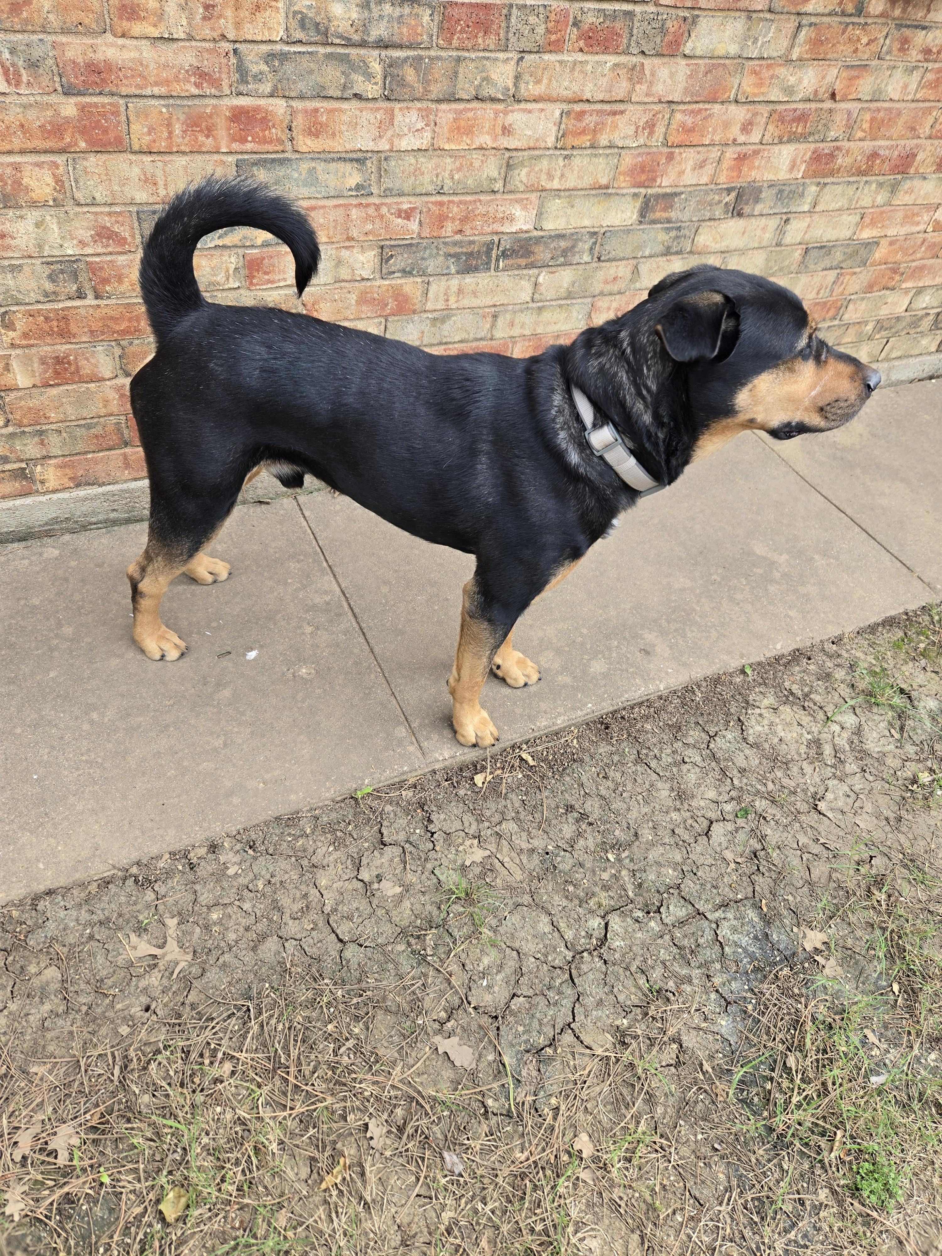 Garth, a ADOPTABLE mixed breed in Lawton, OK image 3/5