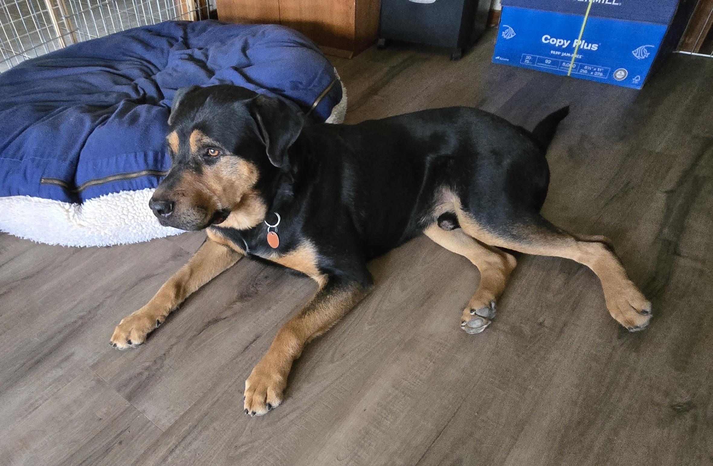 Garth, a ADOPTABLE mixed breed in Lawton, OK image 4/5