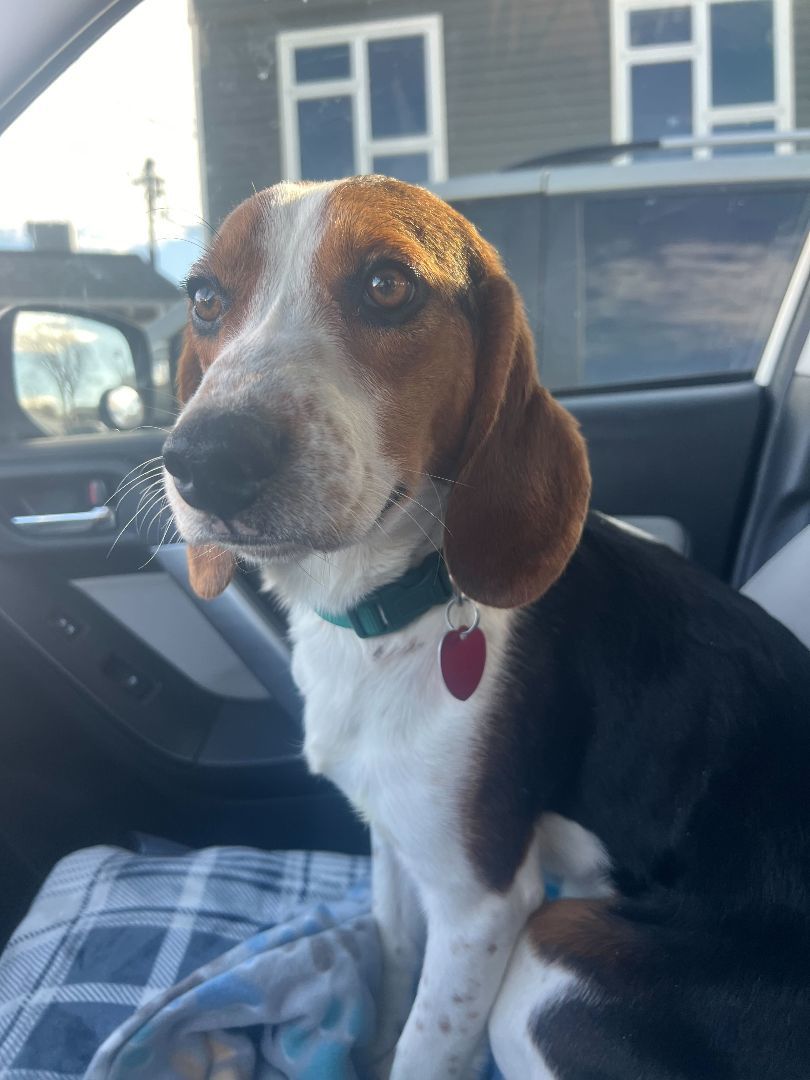 Buster, Adopted, Young Male Beagle & Black and Tan Coonhound.