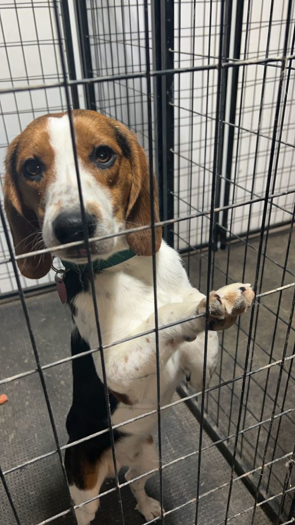 Enlarge Buster, a Adopted mixed breed in Clarksburg, MO image 2/6