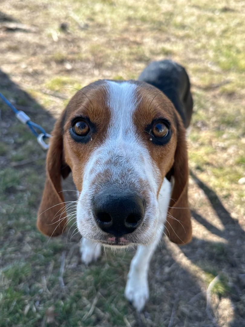 Enlarge Buster, a Adopted mixed breed in Clarksburg, MO image 3/6