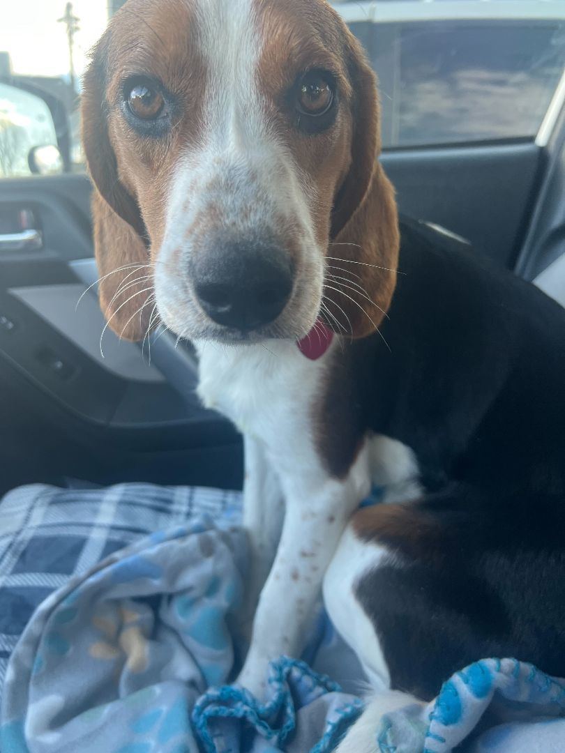 Enlarge Buster, a Adopted mixed breed in Clarksburg, MO image 4/6