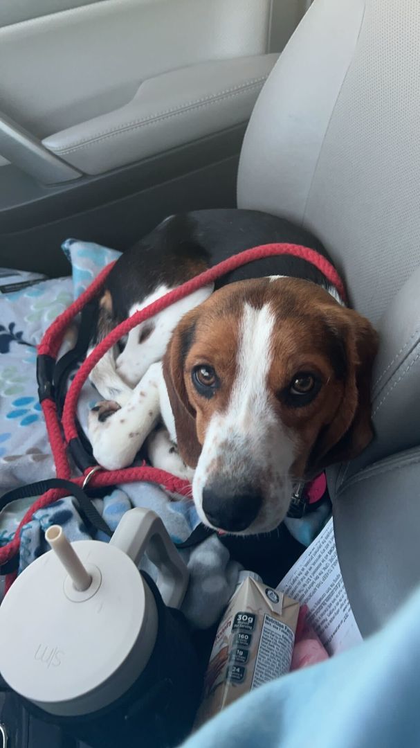 Enlarge Buster, a Adopted mixed breed in Clarksburg, MO image 5/6