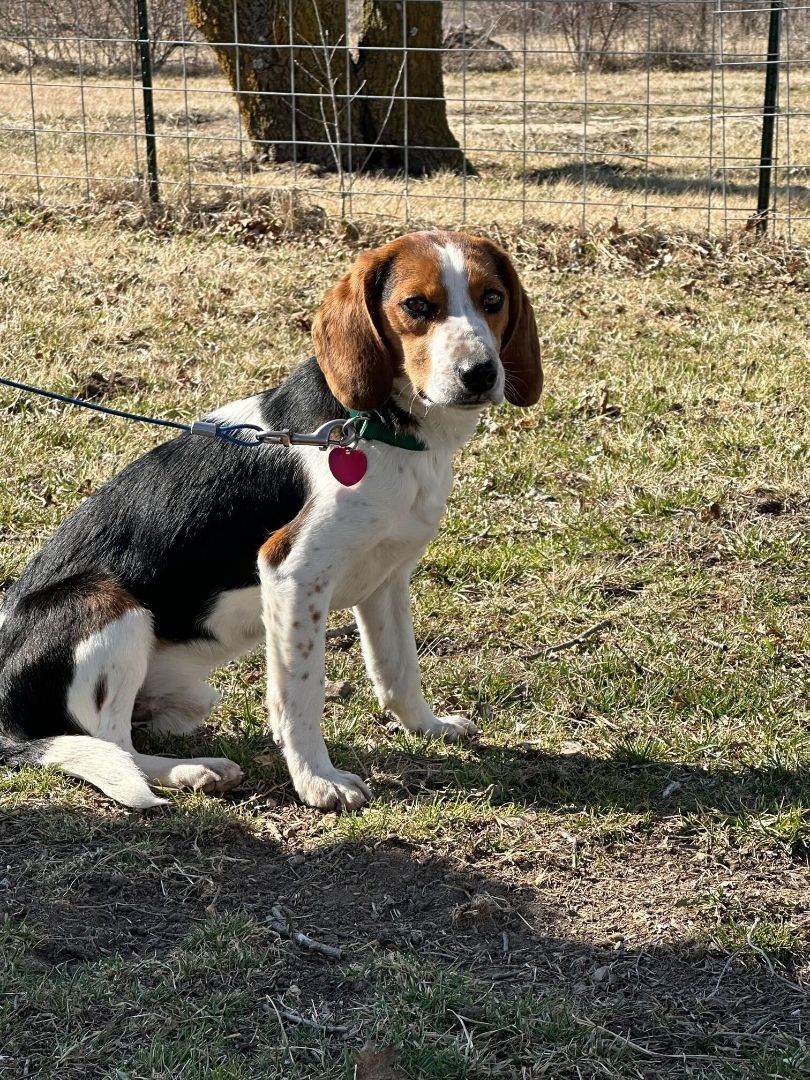 Enlarge Buster, a Adopted mixed breed in Clarksburg, MO image 6/6