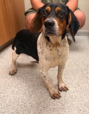 Enlarge Bashful, a ADOPTABLE mixed breed in Valparaiso, IN image 1/1