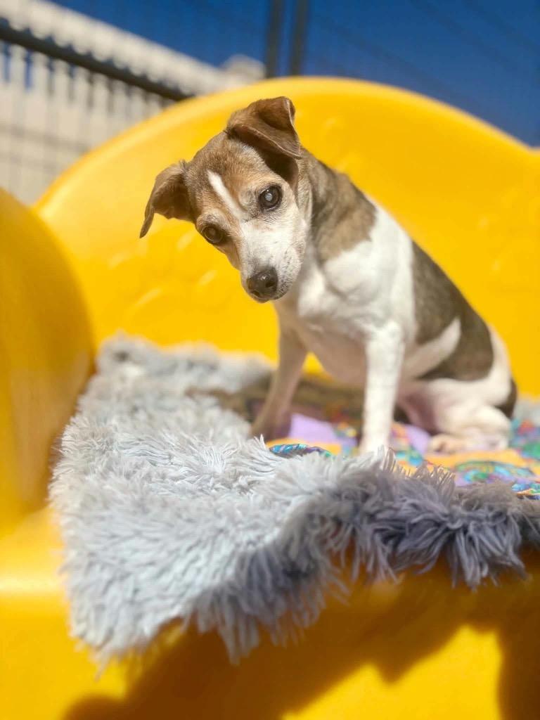 Jezebelle, Adoptable, Senior Female Jack Russell Terrier.