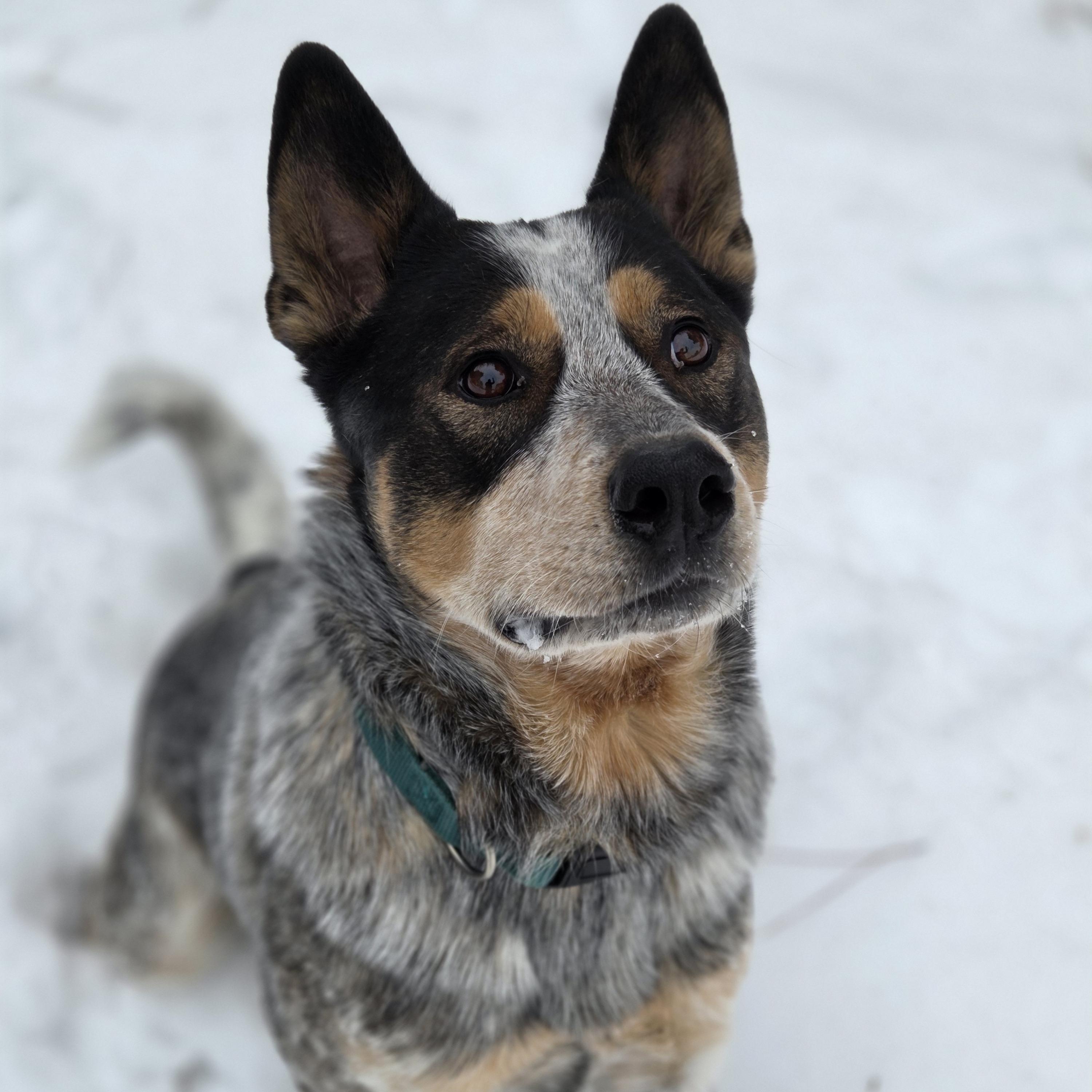 Arrow, adopted, Young Male Australian Cattle Dog / Blue Heeler.