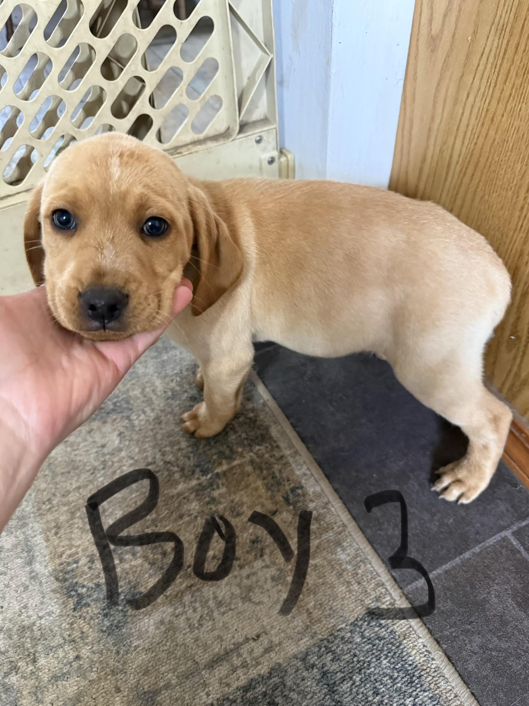 Enlarge Mixed breed litter *COURTESY POST*, an adopted mixed breed in Lewiston, ID image 2/6