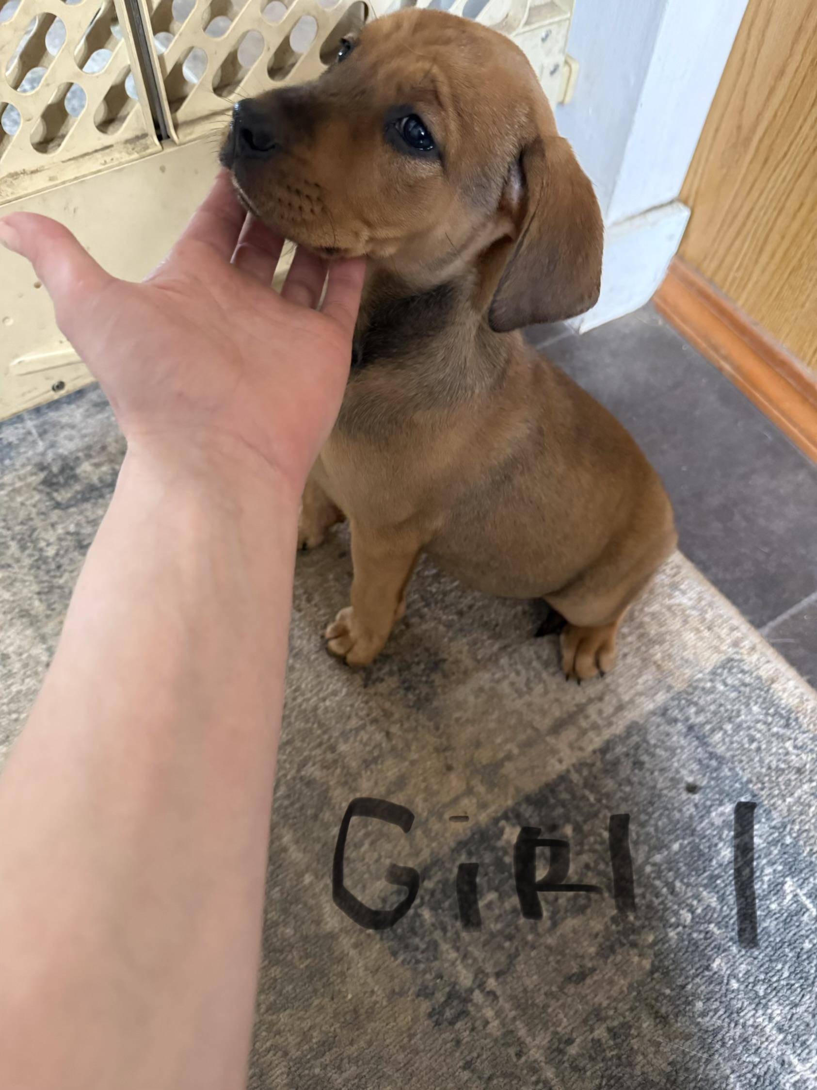 Enlarge Mixed breed litter *COURTESY POST*, an adopted mixed breed in Lewiston, ID image 6/6