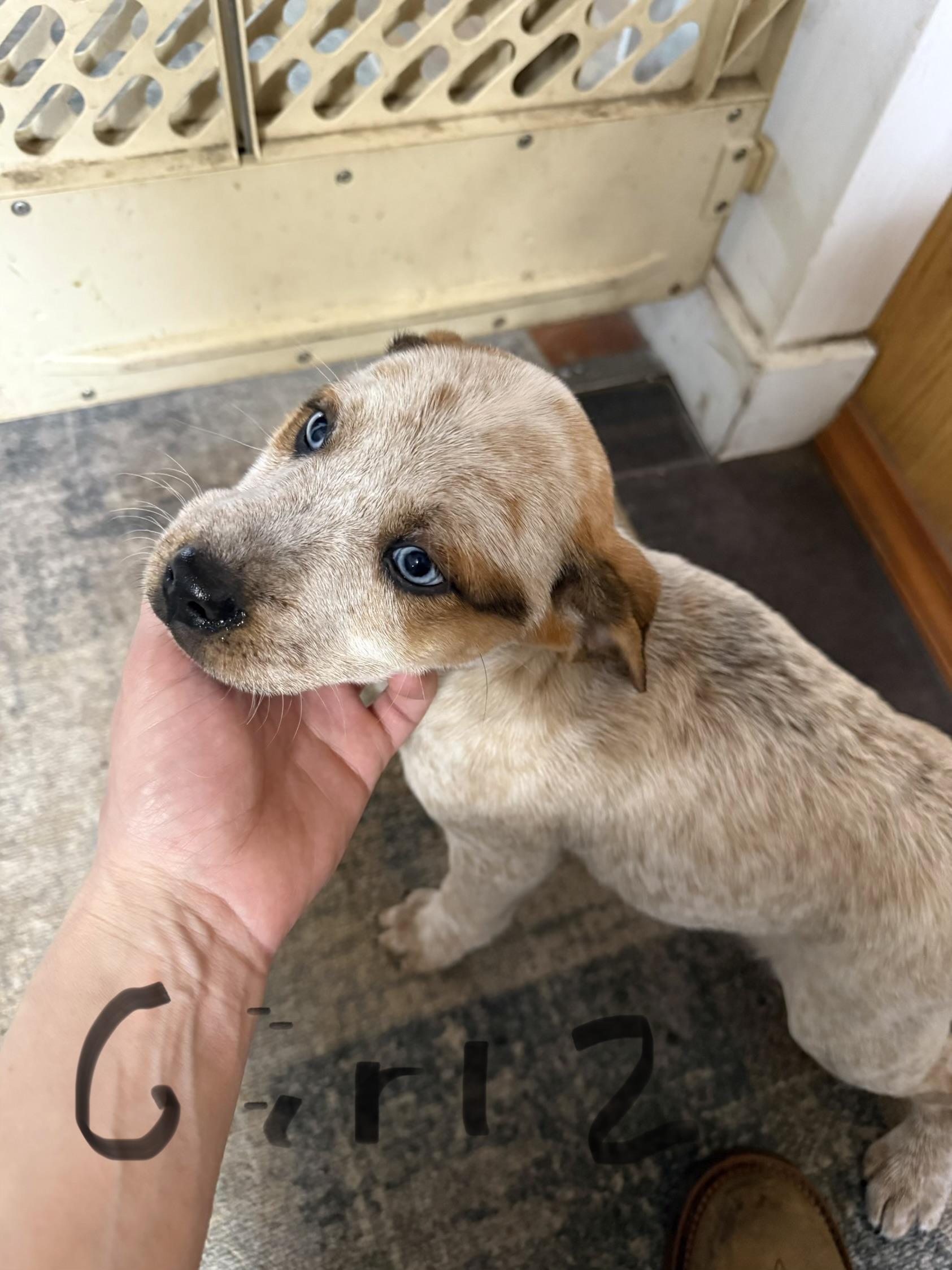 Enlarge Mixed breed litter *COURTESY POST*, an adopted mixed breed in Lewiston, ID image 4/6