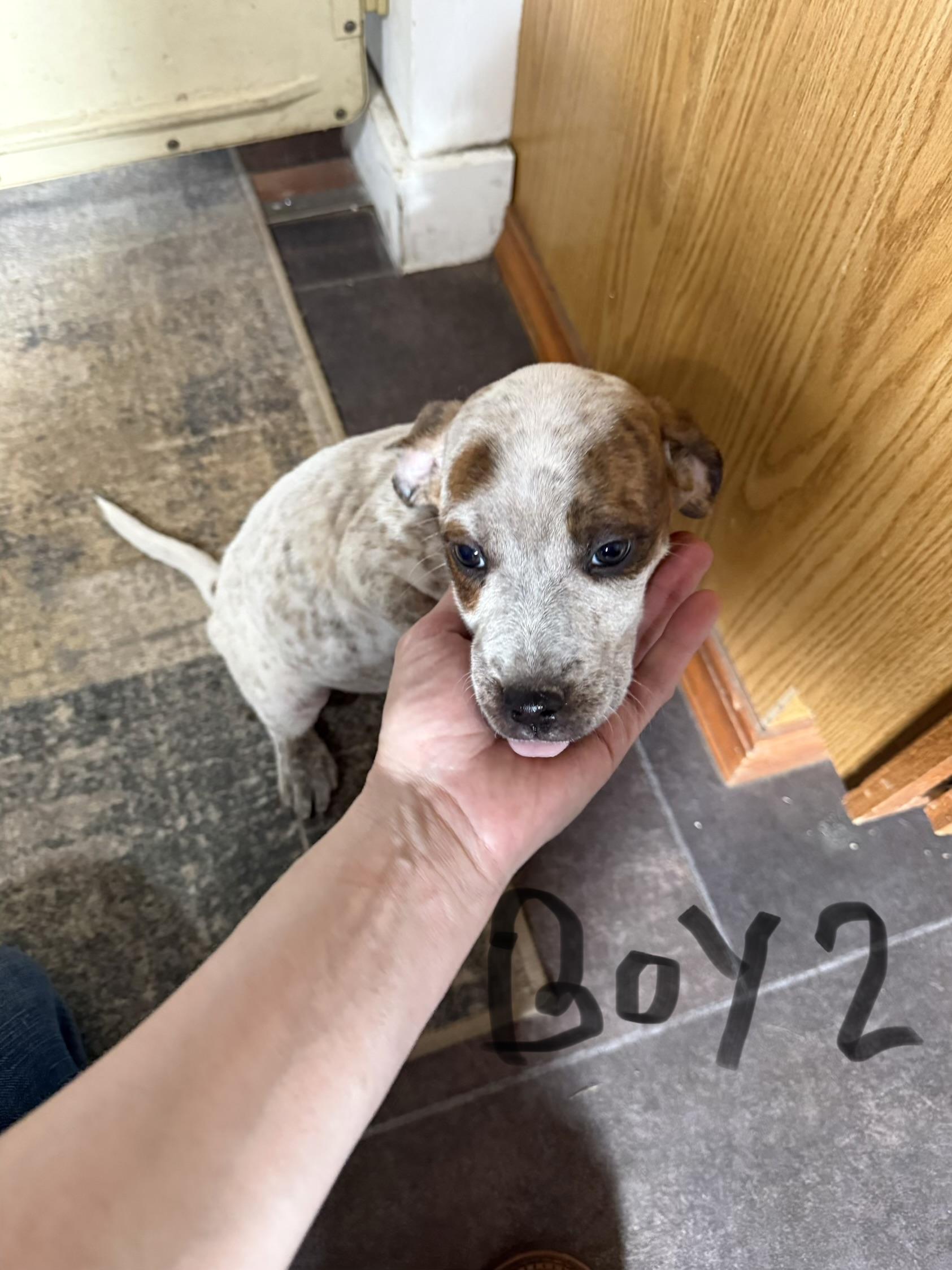 Enlarge Mixed breed litter *COURTESY POST*, an adopted mixed breed in Lewiston, ID image 3/6