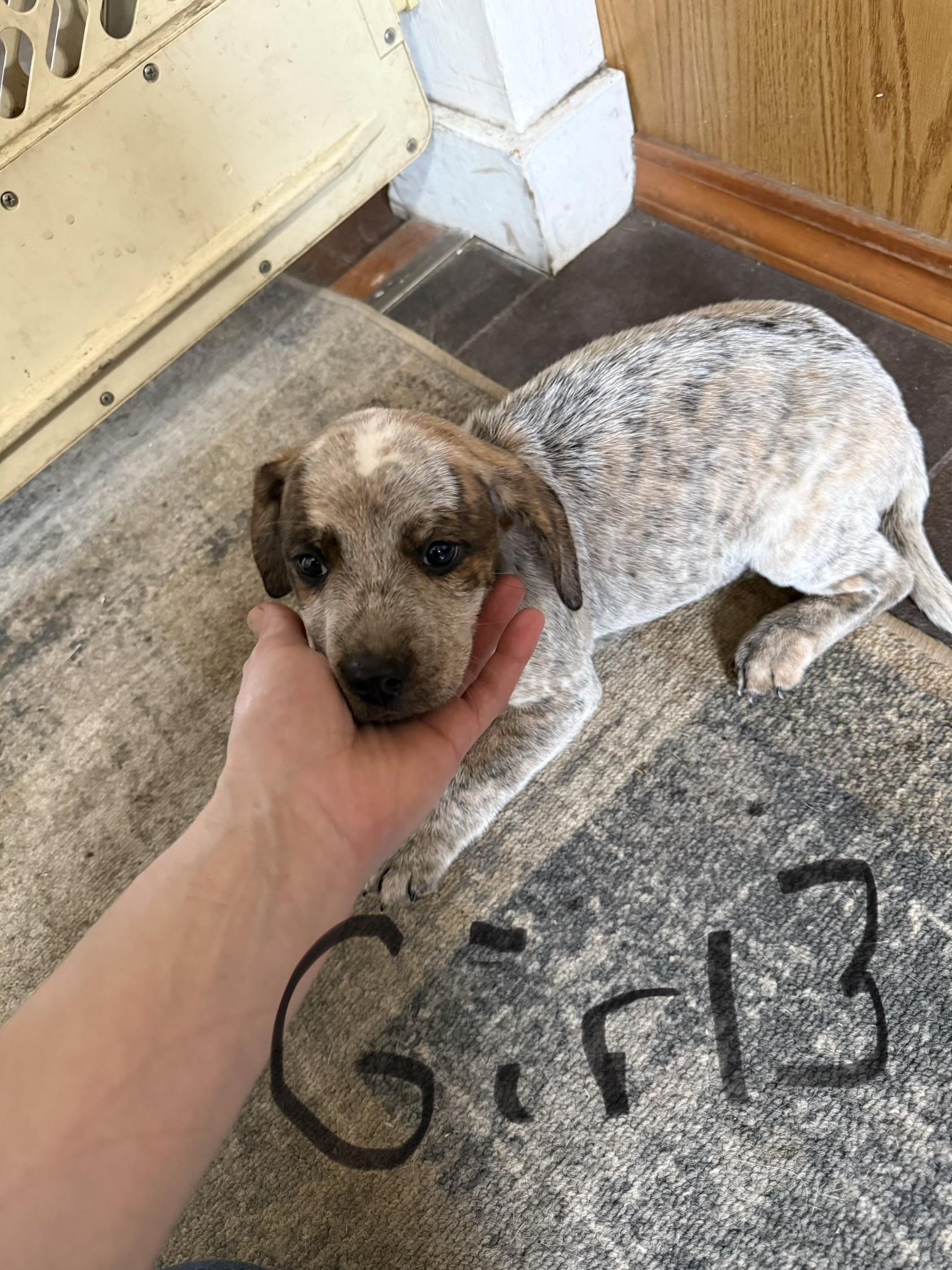 Enlarge Mixed breed litter *COURTESY POST*, an adopted mixed breed in Lewiston, ID image 1/6