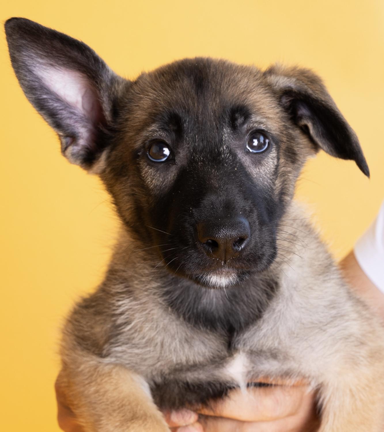 Enlarge Billy, a Adopted mixed breed in La Mirada, CA image 1/6