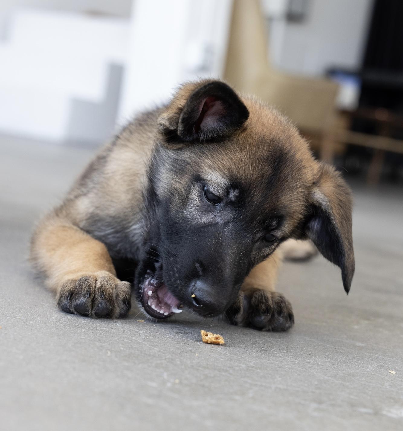 Enlarge Billy, a Adopted mixed breed in La Mirada, CA image 2/6