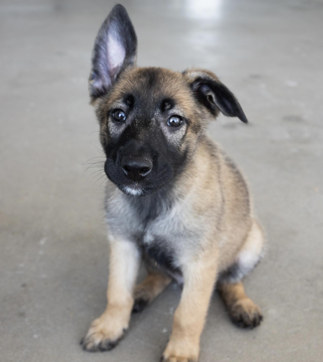 Billy, Adopted, Puppy Male German Shepherd Dog.