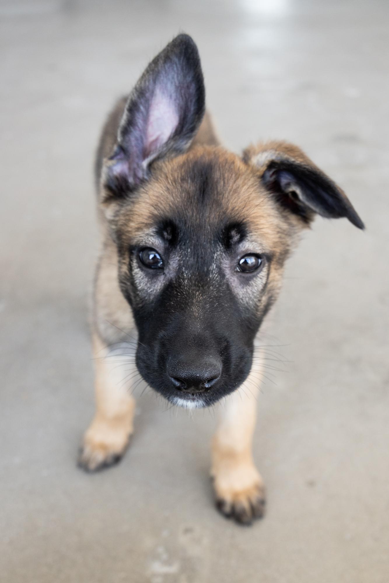 Enlarge Billy, a Adopted mixed breed in La Mirada, CA image 4/6
