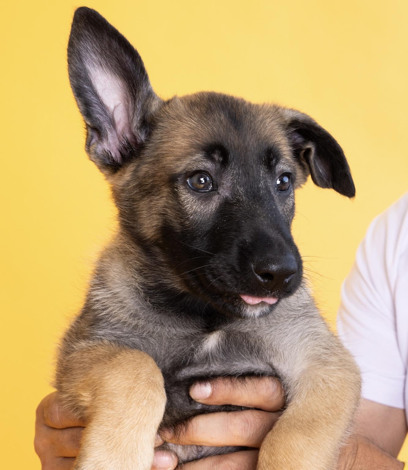 Enlarge Billy, a Adopted mixed breed in La Mirada, CA image 5/6