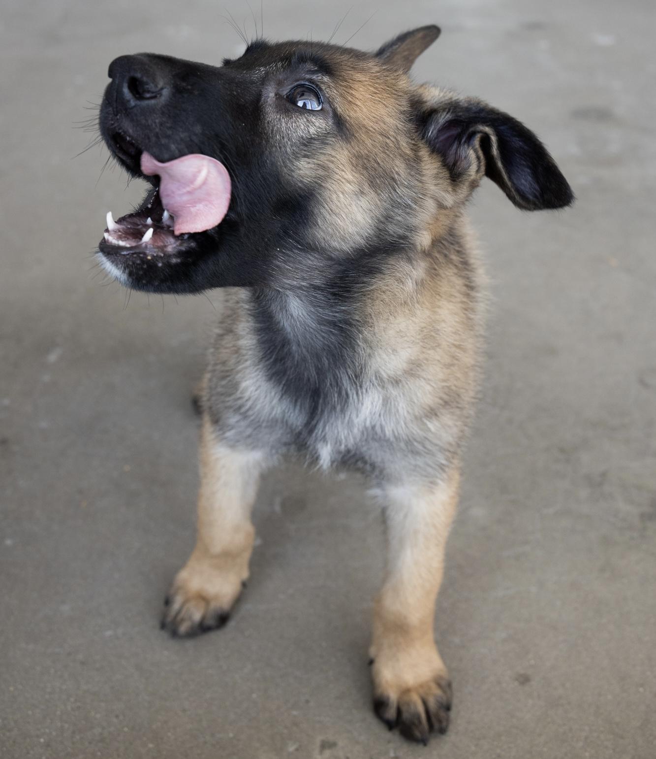 Enlarge Billy, a Adopted mixed breed in La Mirada, CA image 6/6