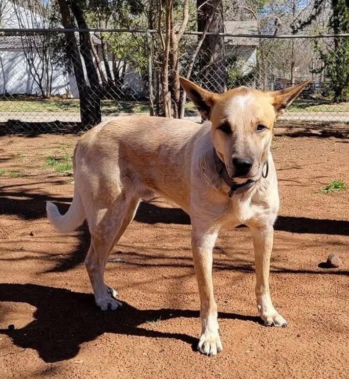 Caballo, Adoptable, Adult Male Mixed Breed & Great Pyrenees.