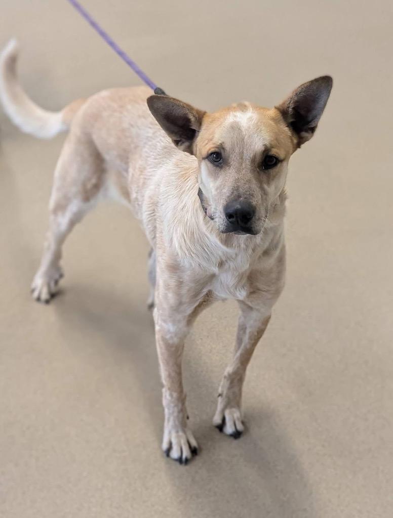 Enlarge Caballo, a Adoptable mixed breed in North Syracuse, NY image 2/2