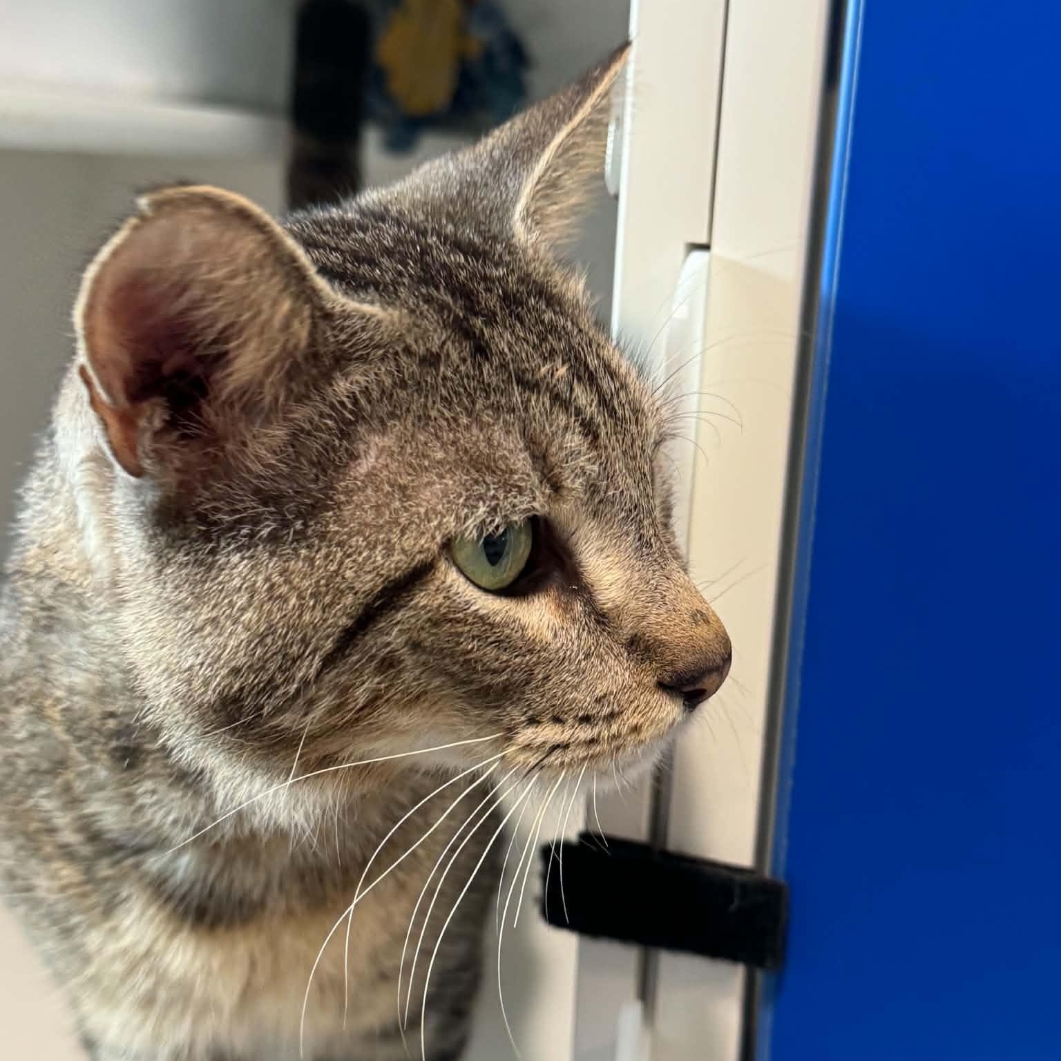 Tommy Boy, a ADOPTABLE American Shorthair in Danbury, CT image 2/4