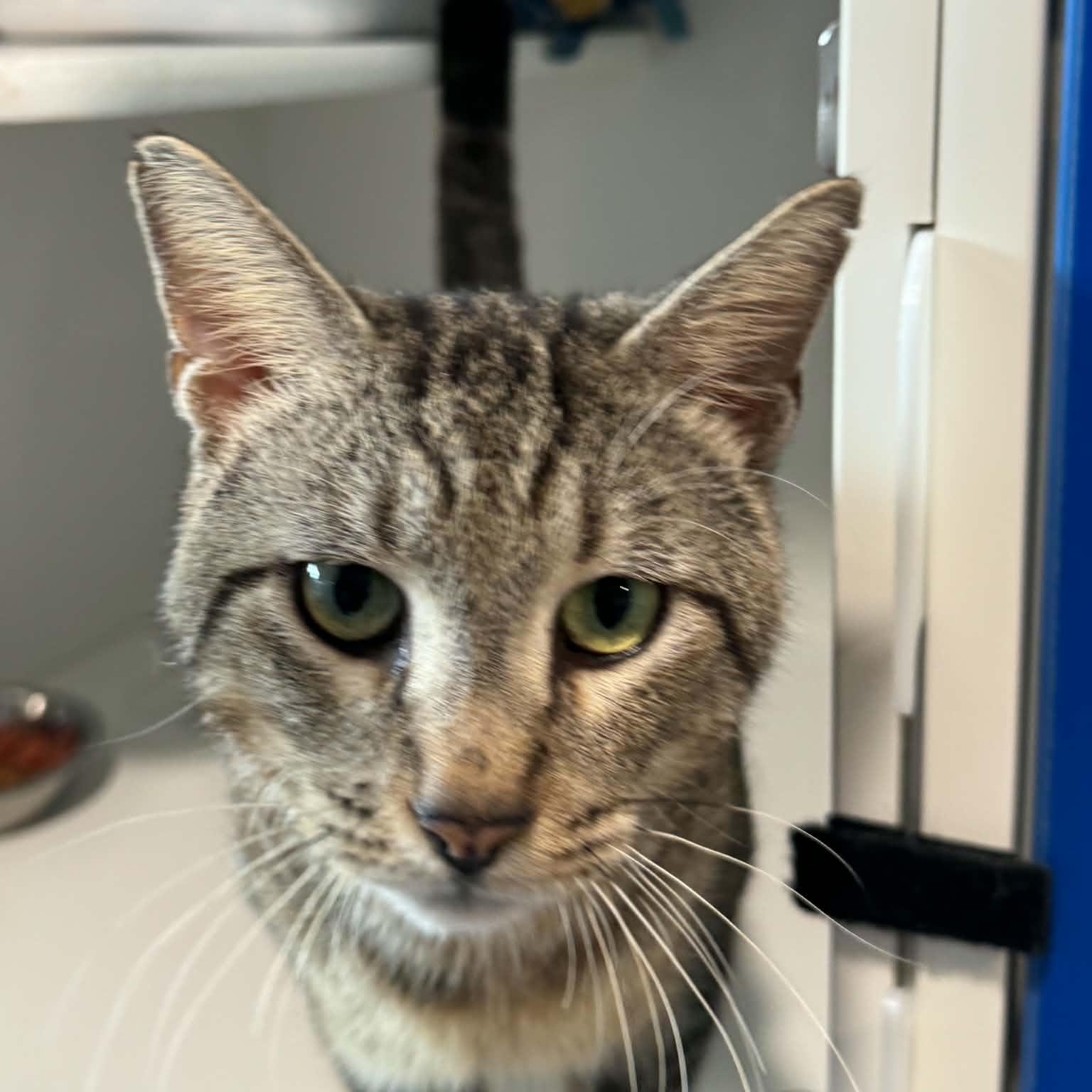 Tommy Boy, a ADOPTABLE American Shorthair in Danbury, CT image 4/4