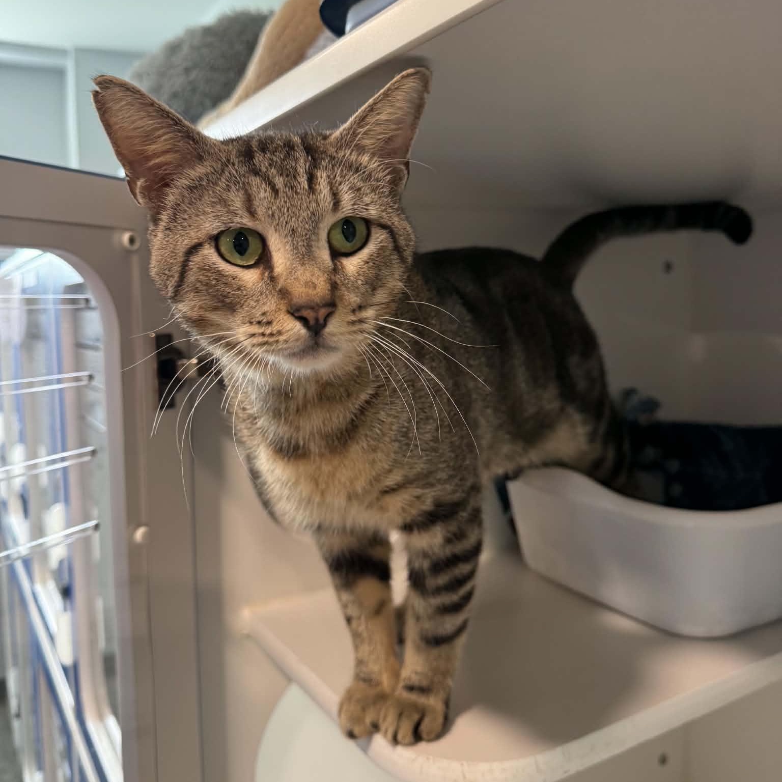 Tommy Boy, a ADOPTABLE American Shorthair in Danbury, CT image 1/4