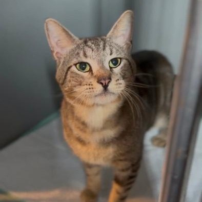 Tommy Boy, a ADOPTABLE American Shorthair in Danbury, CT image 3/4