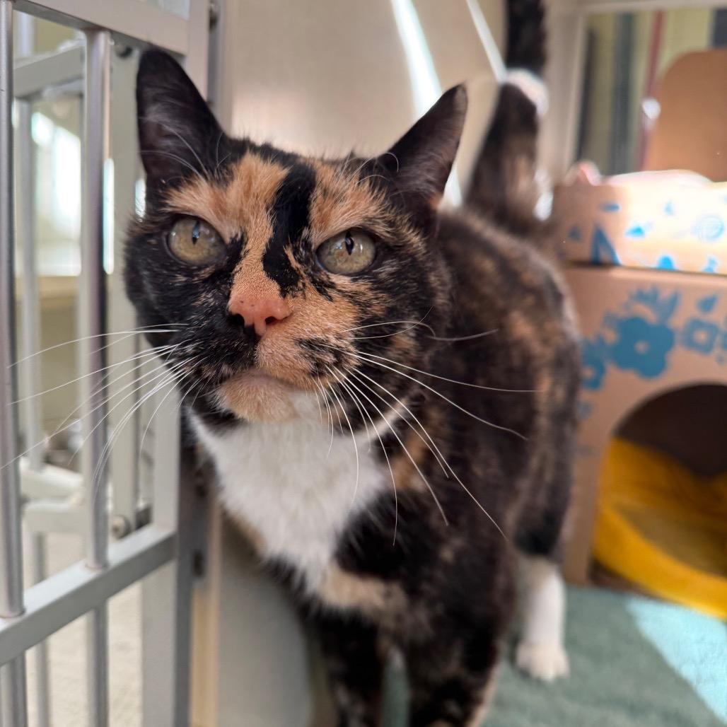 Mystique, Adoptable, Senior Female Domestic Short Hair.