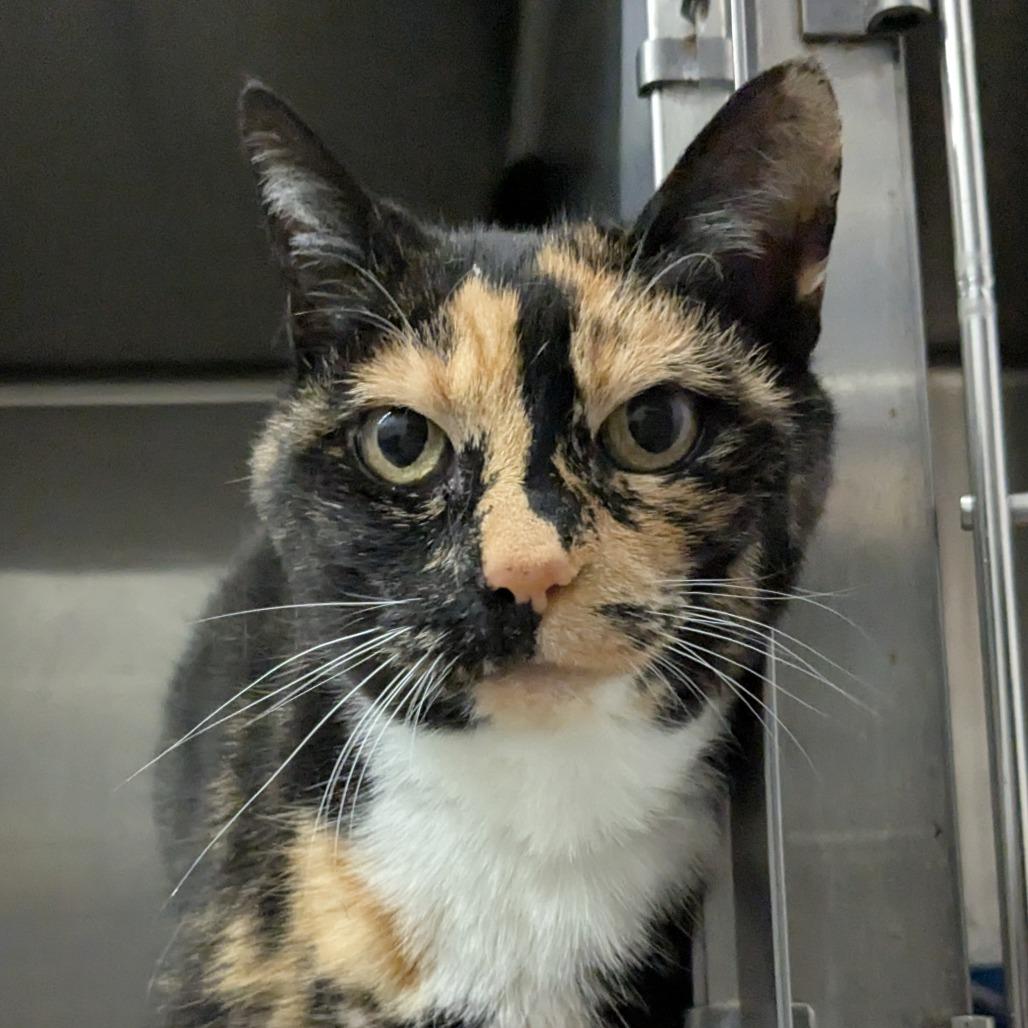 Mystique, a Adoptable mixed breed in West Olive, MI image 3/6