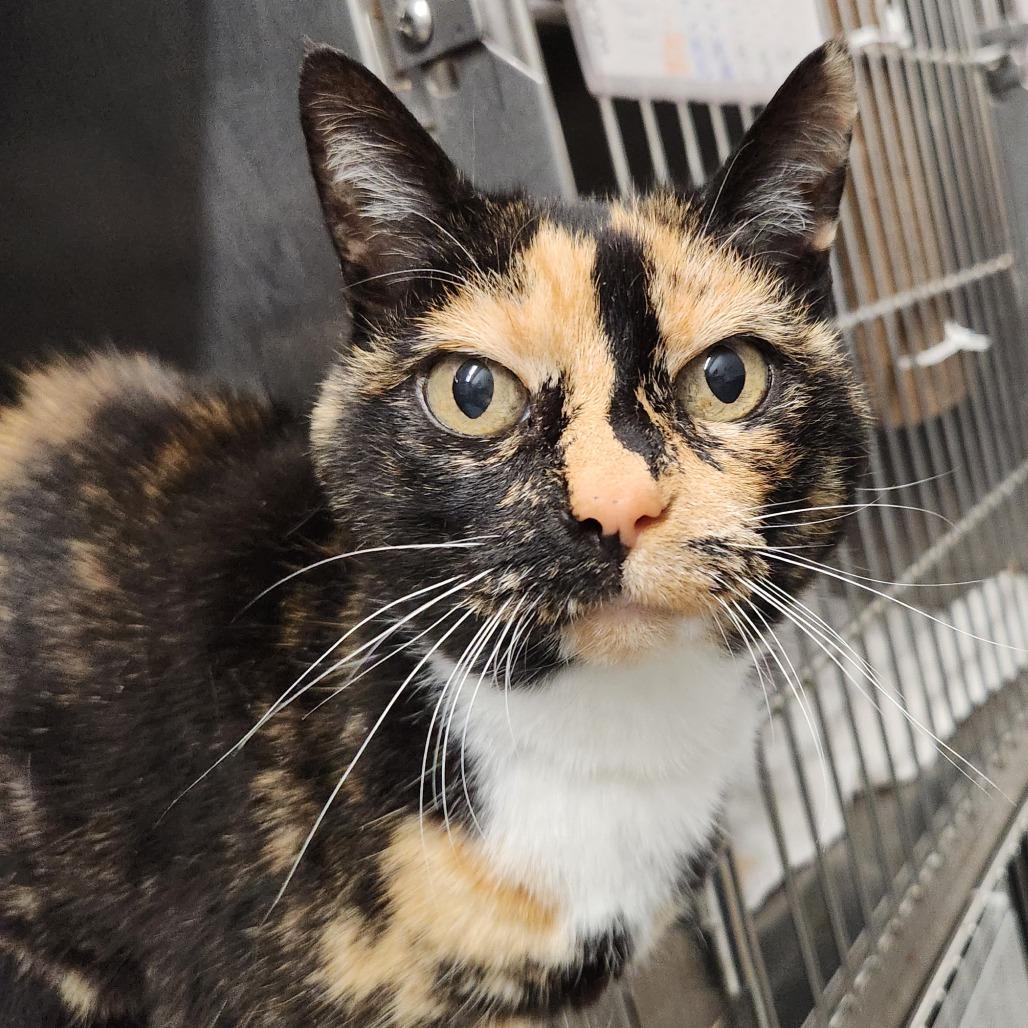 Mystique, a Adoptable mixed breed in West Olive, MI image 4/6