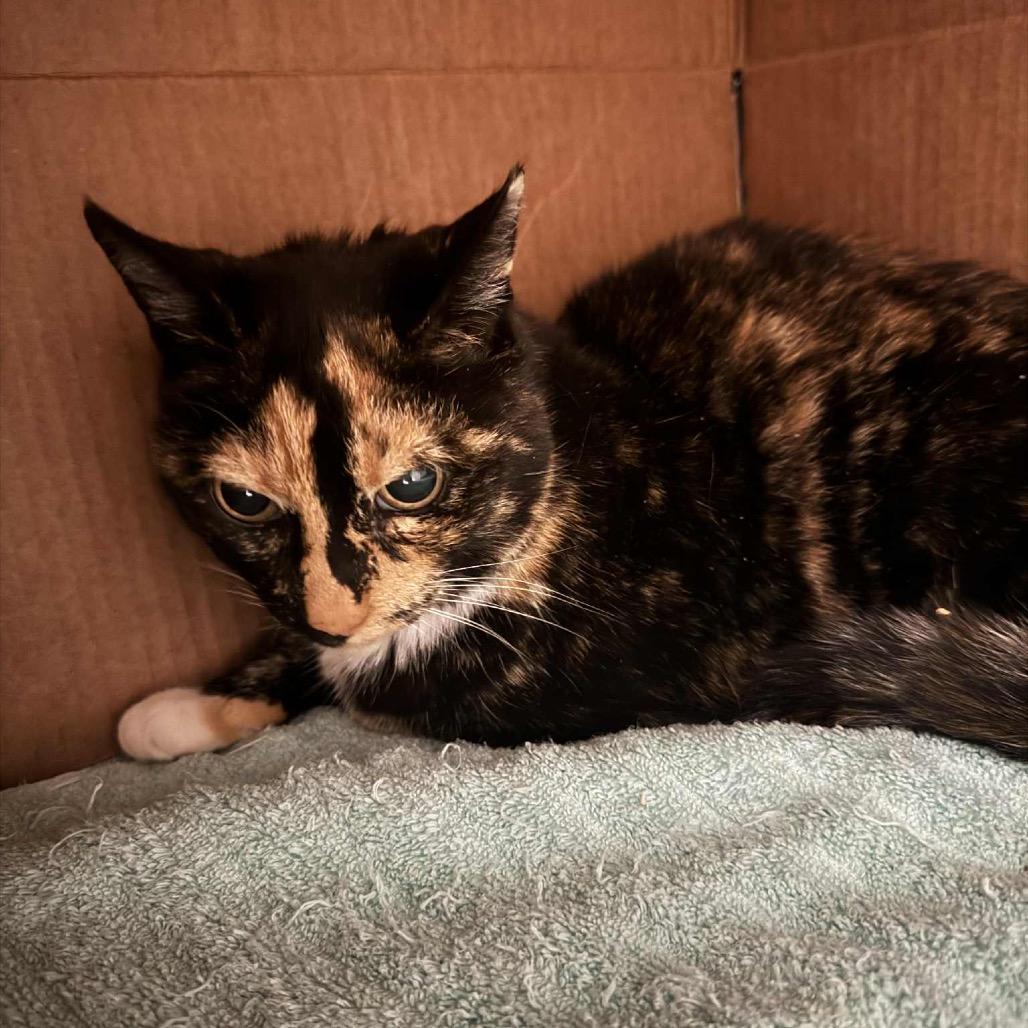 Mystique, a Adoptable mixed breed in West Olive, MI image 5/6