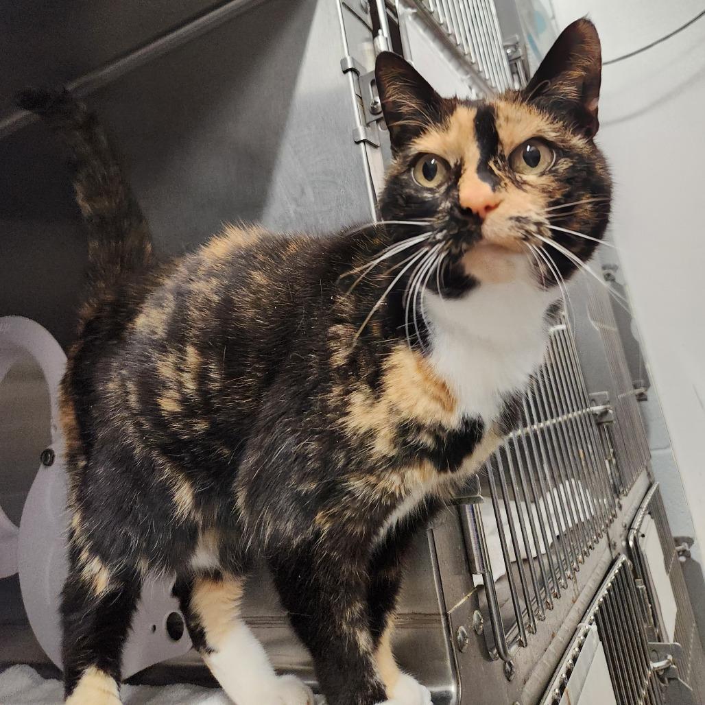 Mystique, a Adoptable mixed breed in West Olive, MI image 6/6