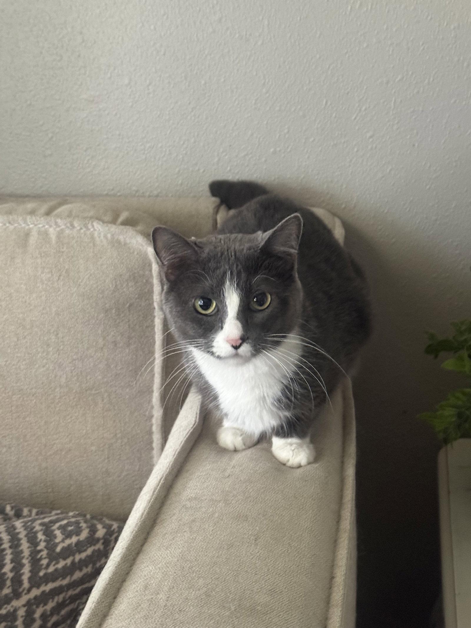 Elsa, Adoptable, Adult Female Domestic Short Hair.