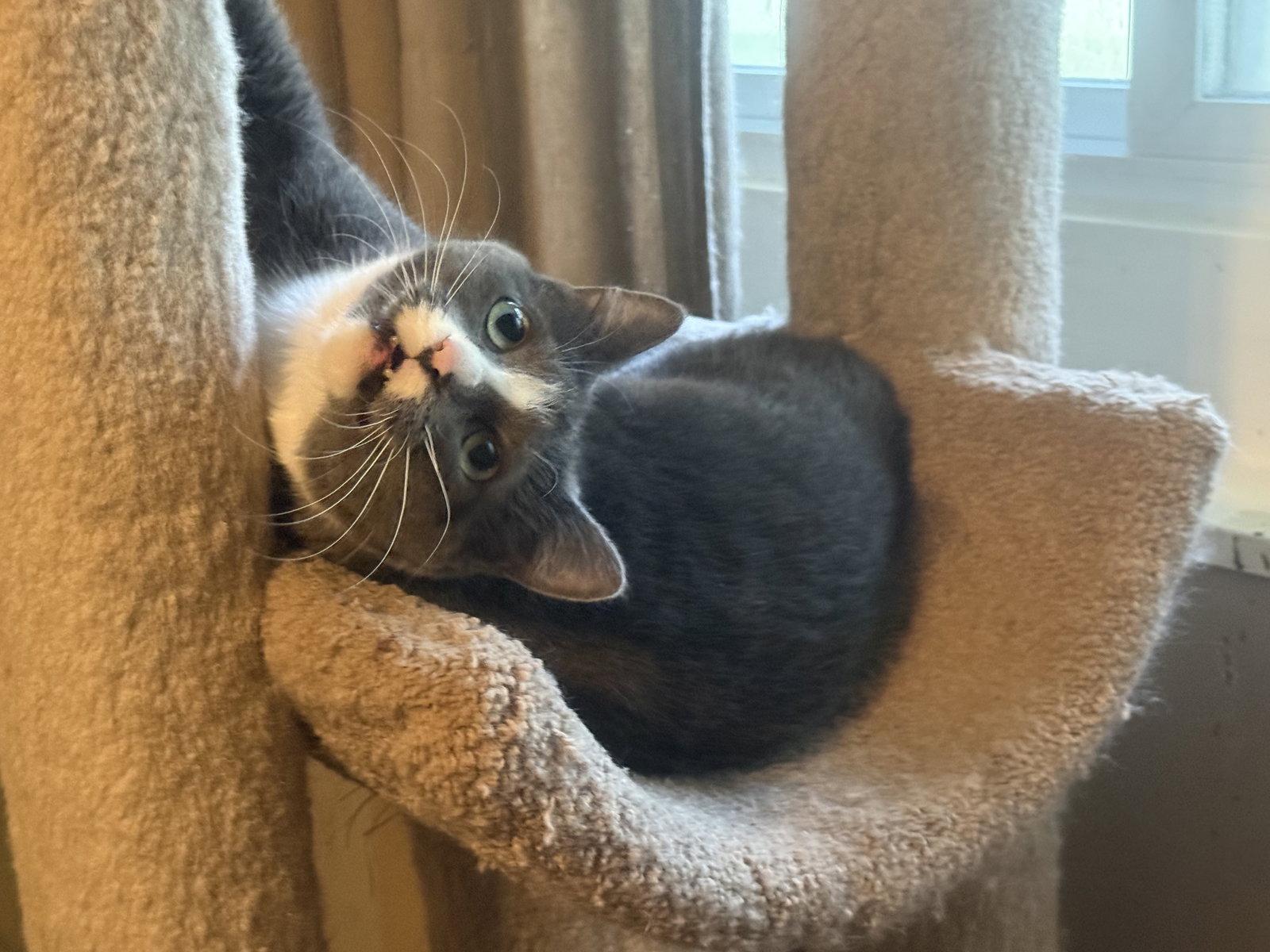 Elsa, a Adoptable Domestic Short Hair in Fenton, MO image 2/3