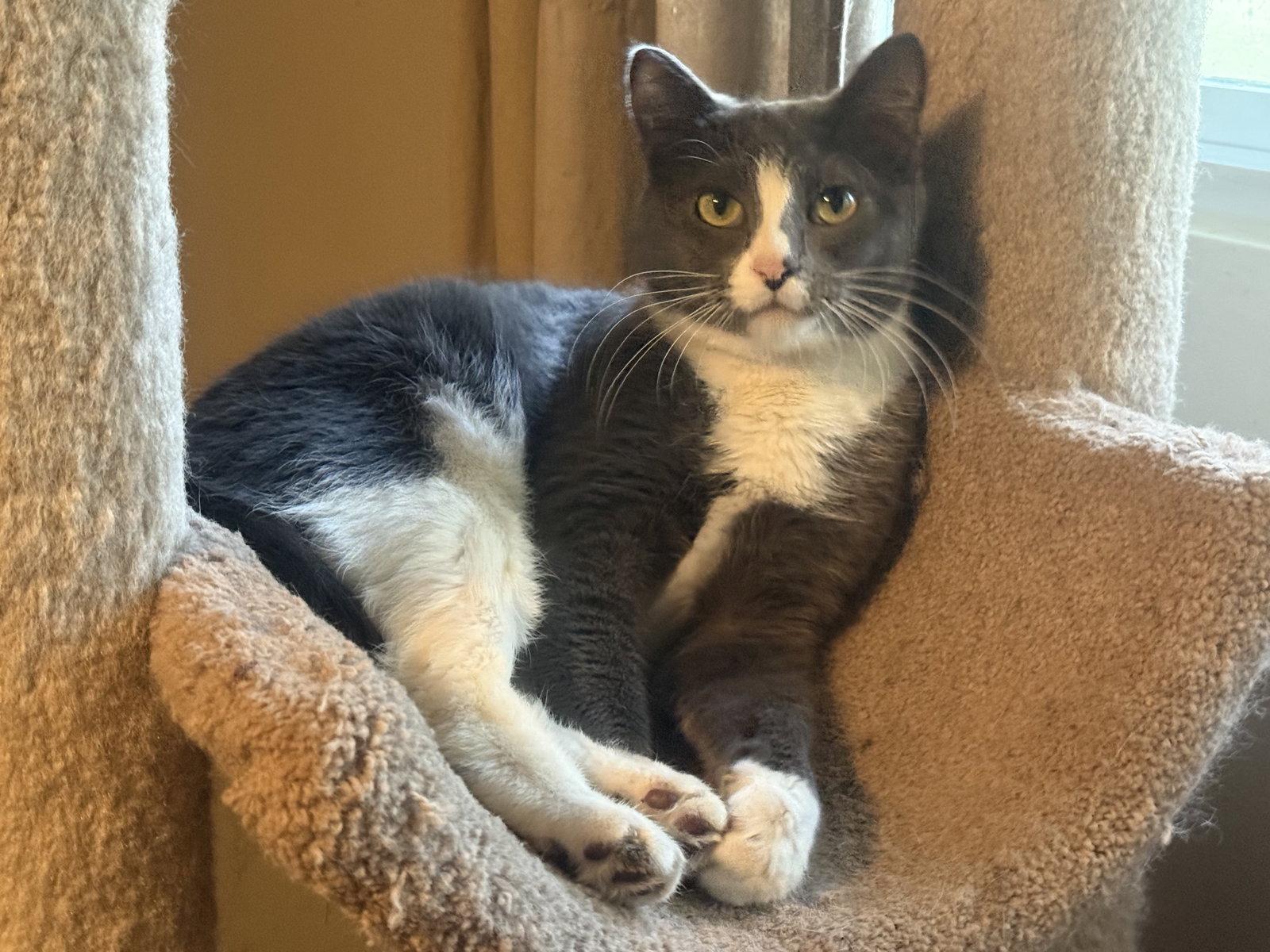 Elsa, a Adoptable Domestic Short Hair in Fenton, MO image 3/3