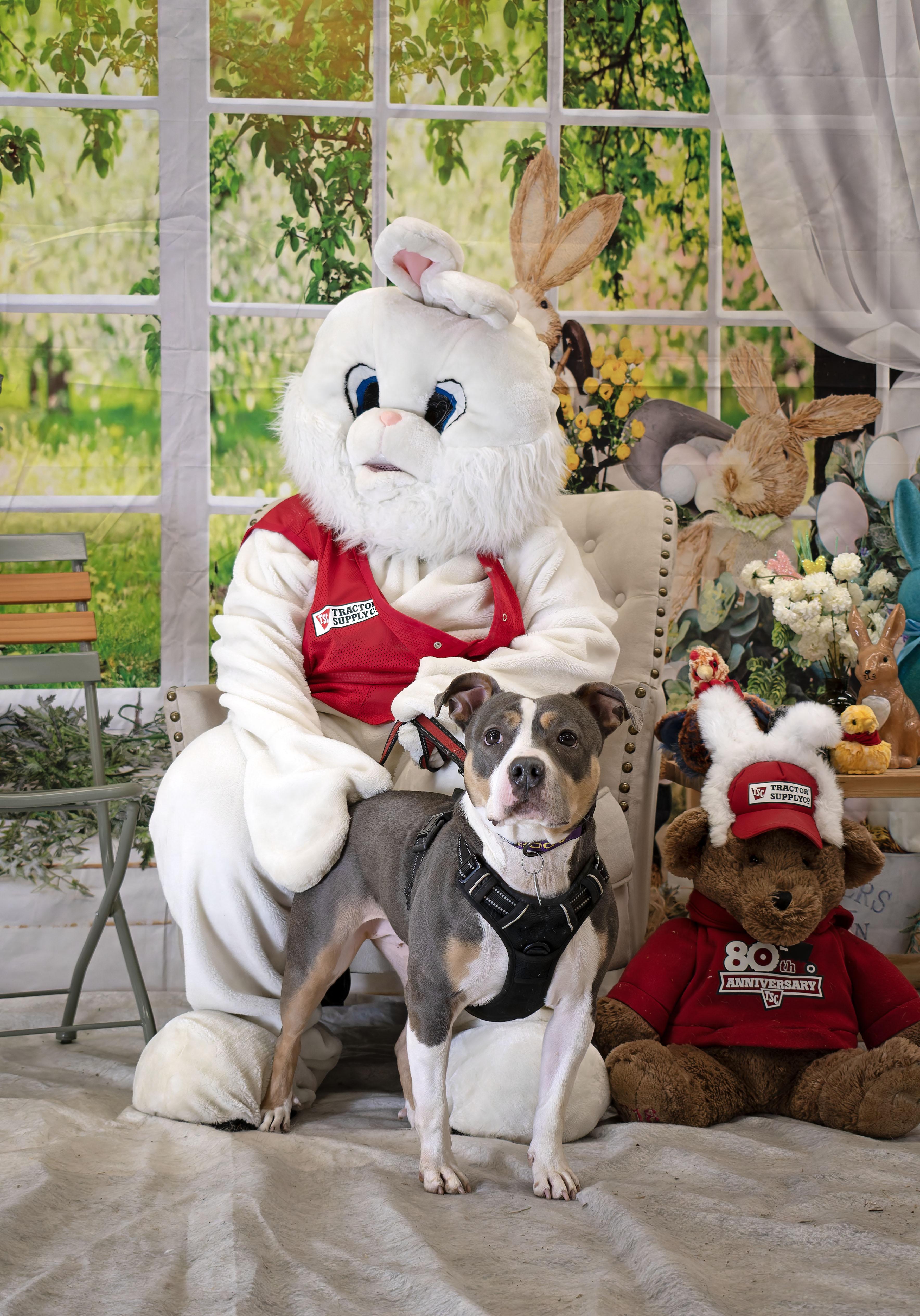 Enlarge Elsie, a Adoptable Mixed Breed in Saint Marys, PA image 3/3