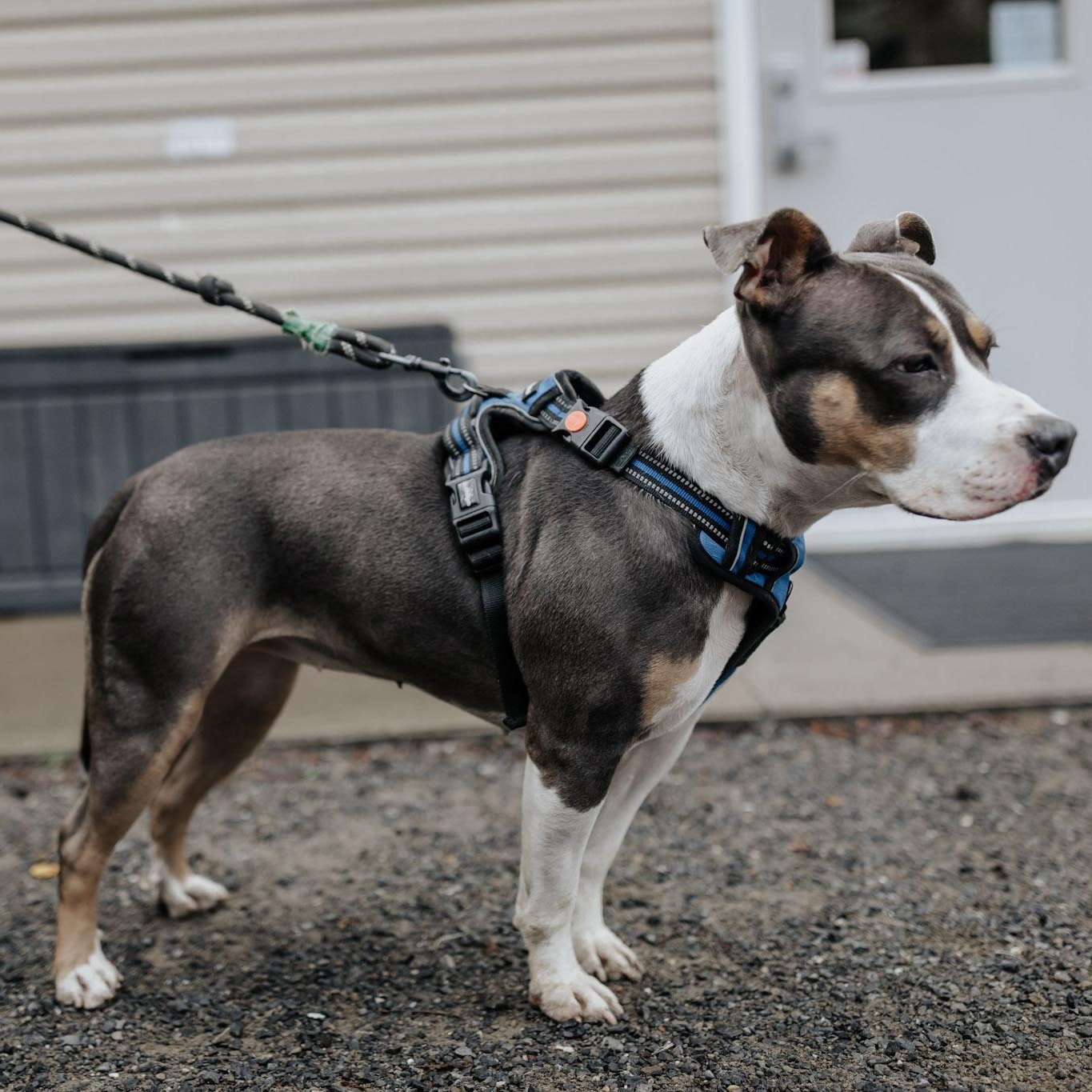 Elsie, Adoptable, Adult Female Mixed Breed.