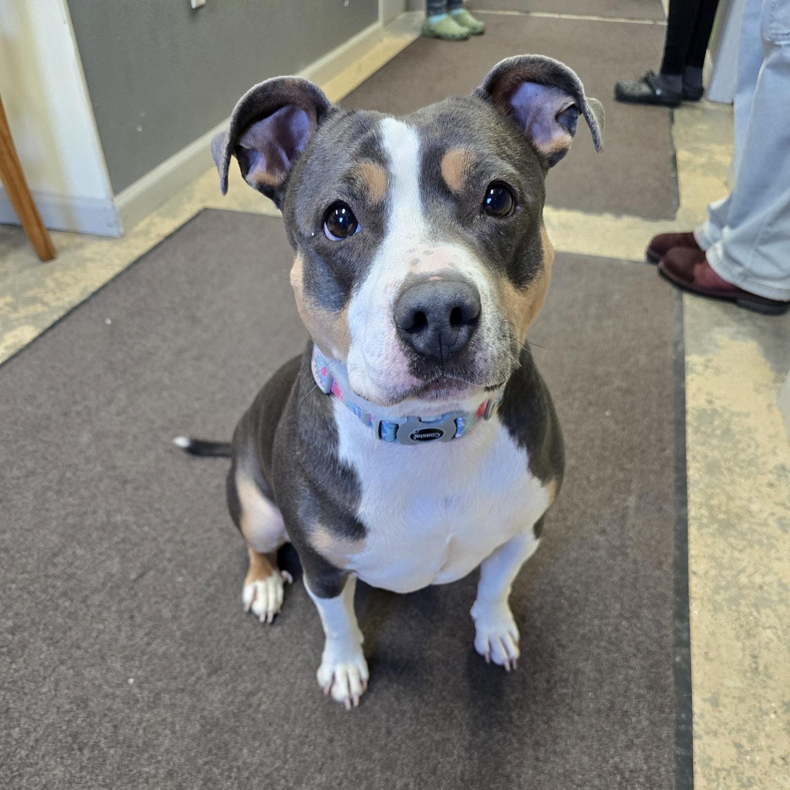 Elsie, a Adoptable Mixed Breed in Saint Marys, PA image 2/2