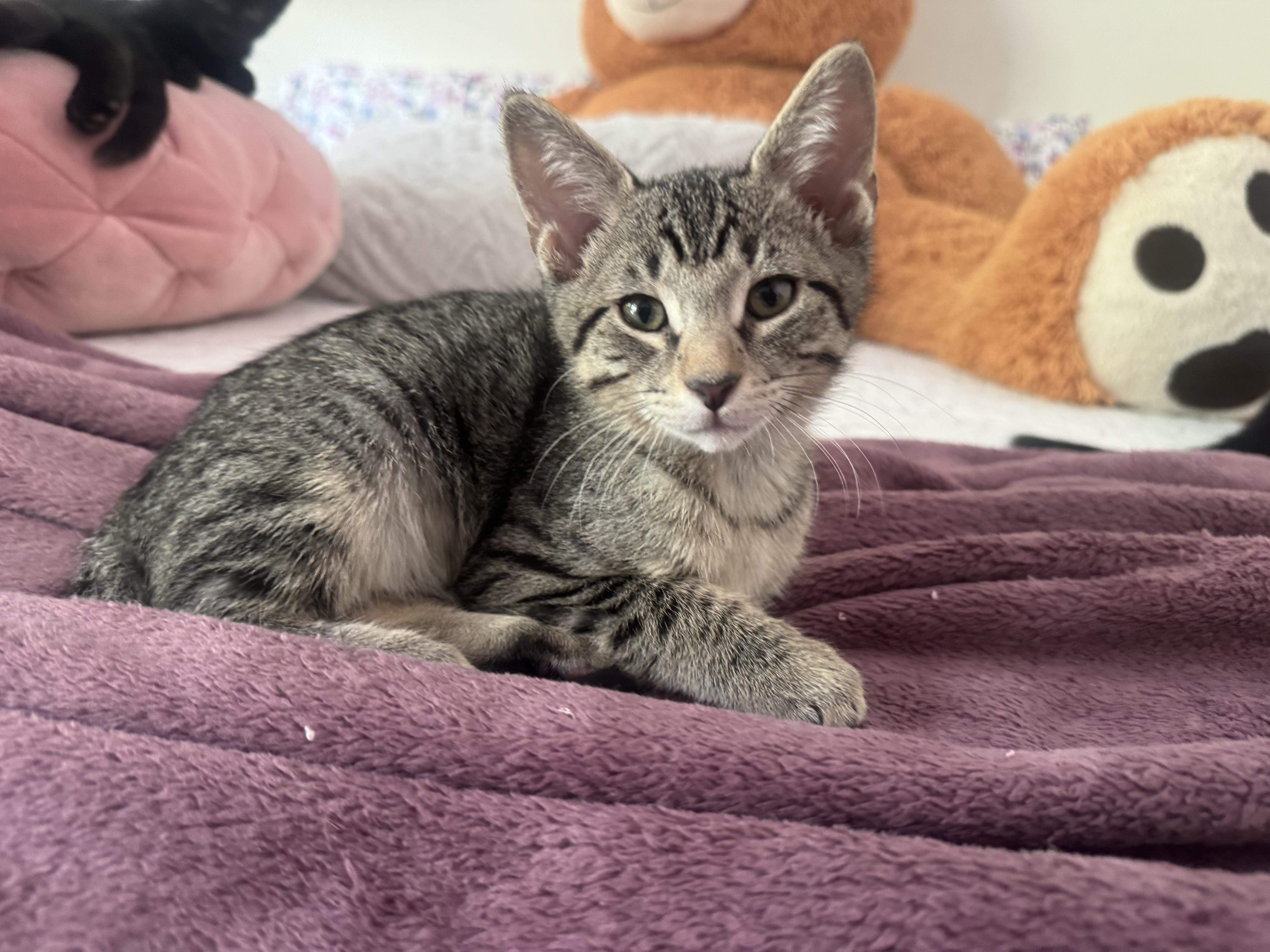 Enlarge Ash and Ollie, a Adoptable mixed breed in Sunrise, FL image 3/5