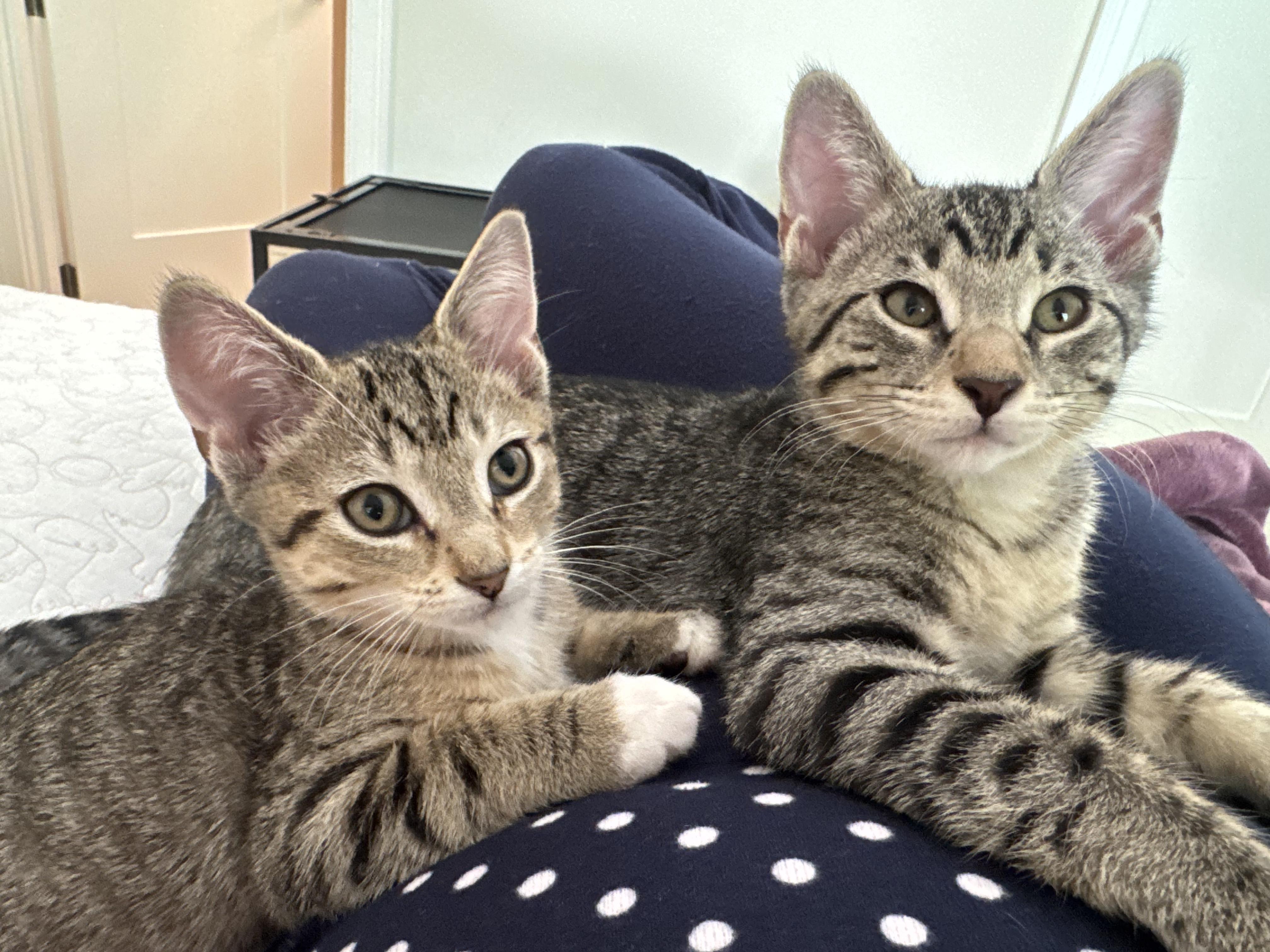 Ash and Ollie, Adoptable, Kitten Male Tabby.