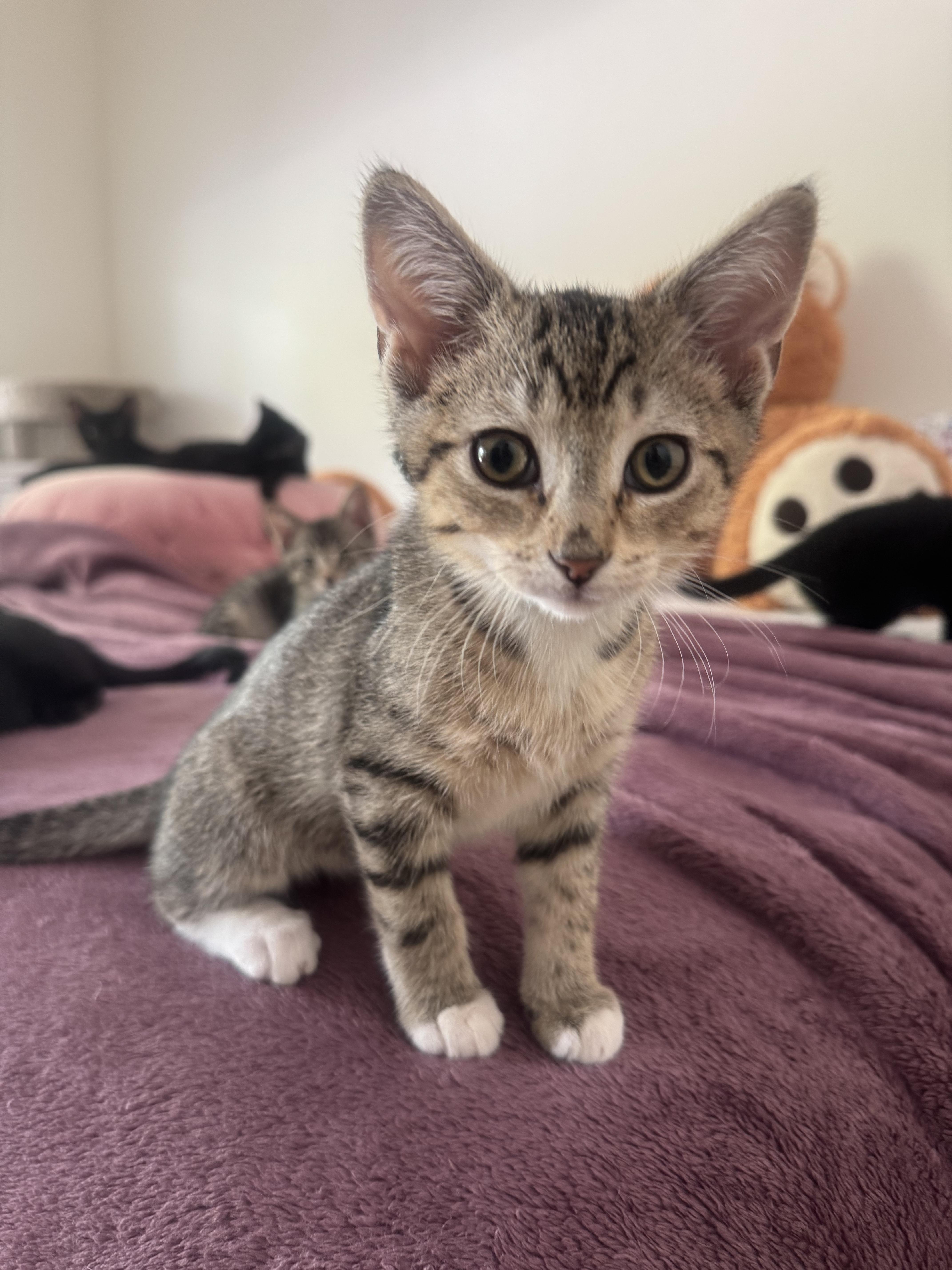 Enlarge Ash and Ollie, a Adoptable mixed breed in Sunrise, FL image 2/5