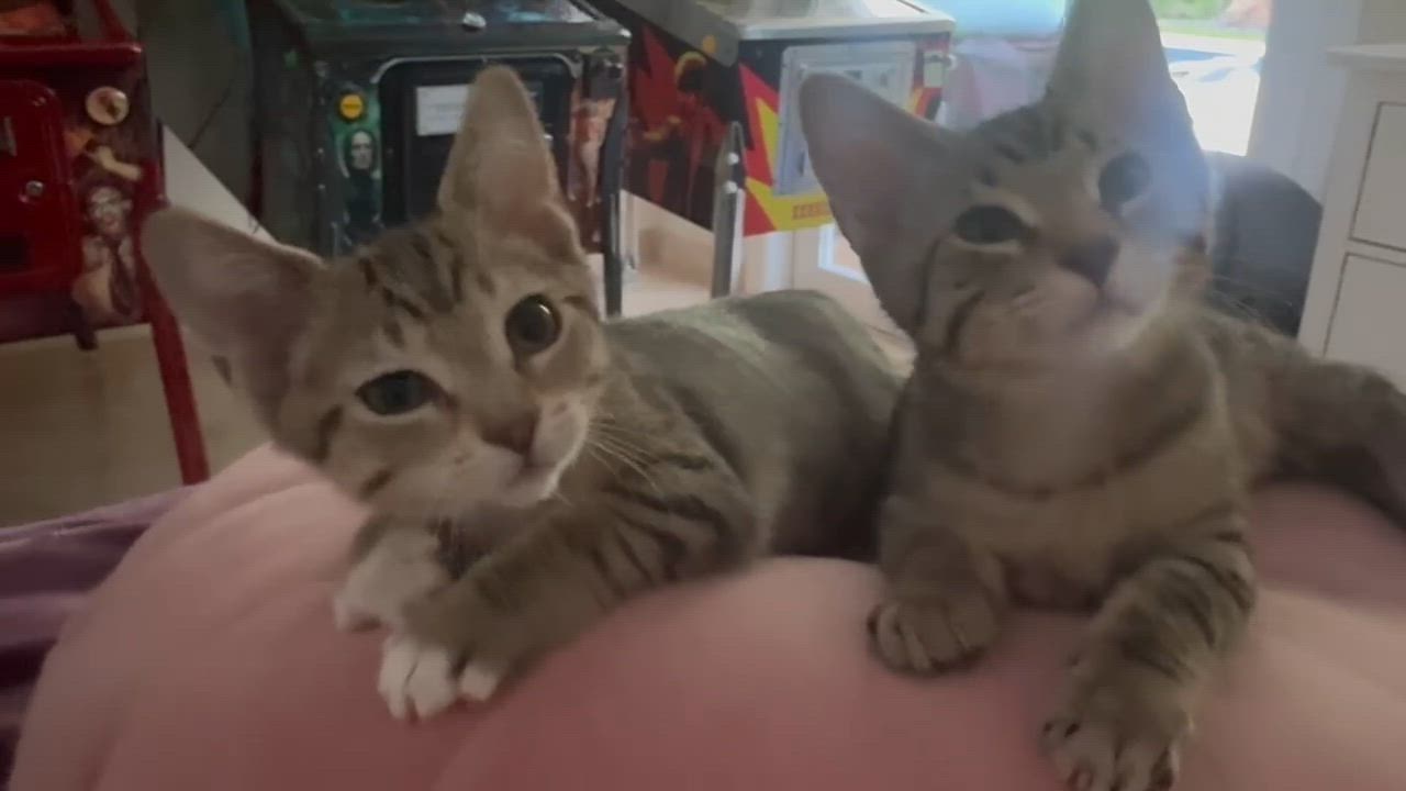 Enlarge Ash and Ollie, a Adoptable mixed breed in Sunrise, FL video 5/5