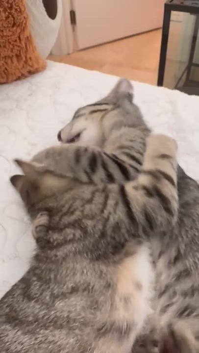 Enlarge Ash and Ollie, a Adoptable mixed breed in Sunrise, FL video 4/5